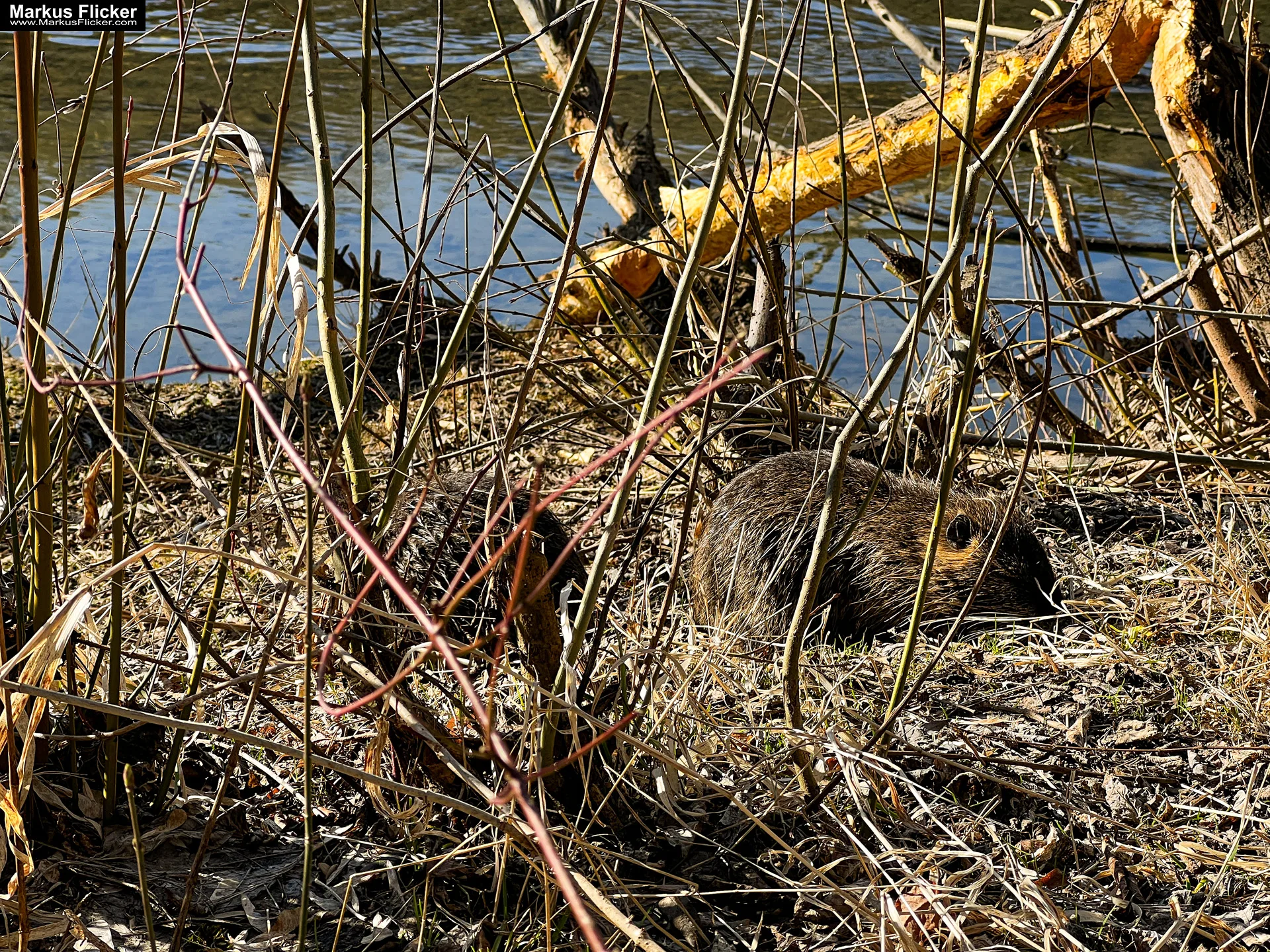 Quicktipp Tierfotografie: Fresse halten und Ruhe bewahren ;) Leise sein statt Mega Tele Objektiv / Nutria am Fluss / Naturfotografie Landschaftsfotografie. Fotografieren und Filmen mit dem Smartphone: Bessere Fotos und Videos mit dem Handy für Freizeit, Hobby und Business Quicktipp Tierfotografie: Fresse halten und Ruhe bewahren ;) Nahaufnahmen mit dem Smartphone statt Mega Tele Objektiv / Nutria am Fluss