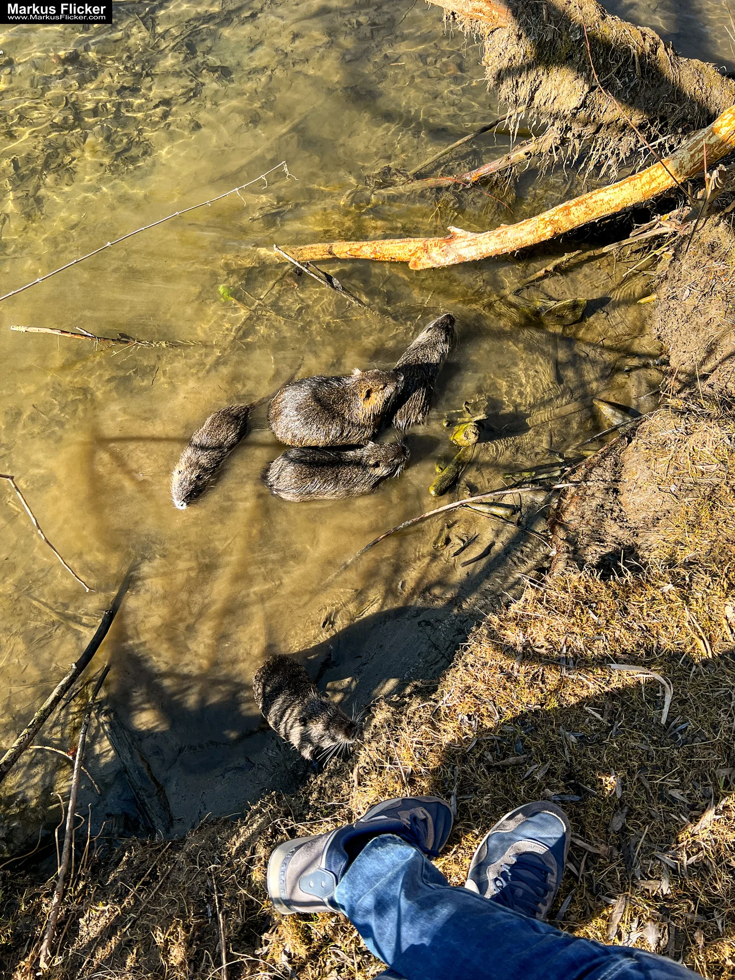 Quicktipp Tierfotografie: Fresse halten und Ruhe bewahren ;) Leise sein statt Mega Tele Objektiv / Nutria am Fluss / Naturfotografie Landschaftsfotografie. Fotografieren und Filmen mit dem Smartphone: Bessere Fotos und Videos mit dem Handy für Freizeit, Hobby und Business Quicktipp Tierfotografie: Fresse halten und Ruhe bewahren ;) Nahaufnahmen mit dem Smartphone statt Mega Tele Objektiv / Nutria am Fluss
