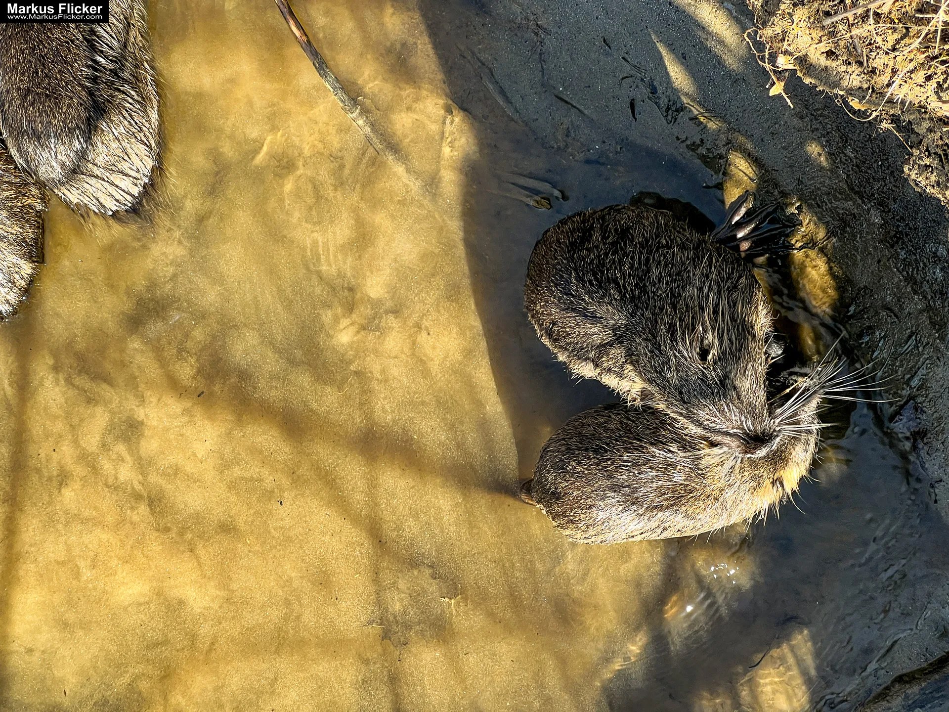 Quicktipp Tierfotografie: Fresse halten und Ruhe bewahren ;) Leise sein statt Mega Tele Objektiv / Nutria am Fluss / Naturfotografie Landschaftsfotografie. Fotografieren und Filmen mit dem Smartphone: Bessere Fotos und Videos mit dem Handy für Freizeit, Hobby und Business Quicktipp Tierfotografie: Fresse halten und Ruhe bewahren ;) Nahaufnahmen mit dem Smartphone statt Mega Tele Objektiv / Nutria am Fluss