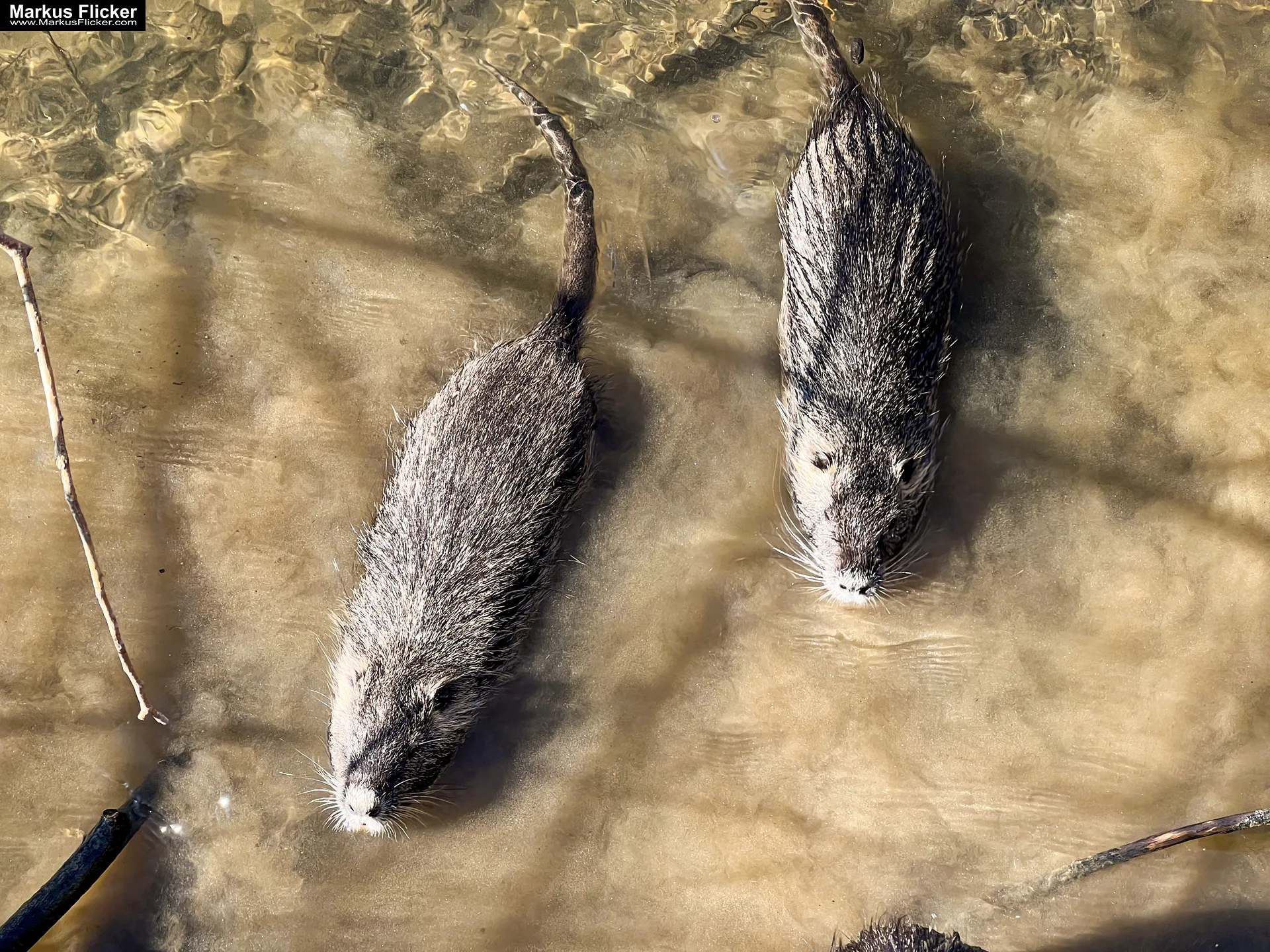 Quicktipp Tierfotografie: Fresse halten und Ruhe bewahren ;) Leise sein statt Mega Tele Objektiv / Nutria am Fluss / Naturfotografie Landschaftsfotografie. Fotografieren und Filmen mit dem Smartphone: Bessere Fotos und Videos mit dem Handy für Freizeit, Hobby und Business Quicktipp Tierfotografie: Fresse halten und Ruhe bewahren ;) Nahaufnahmen mit dem Smartphone statt Mega Tele Objektiv / Nutria am Fluss
