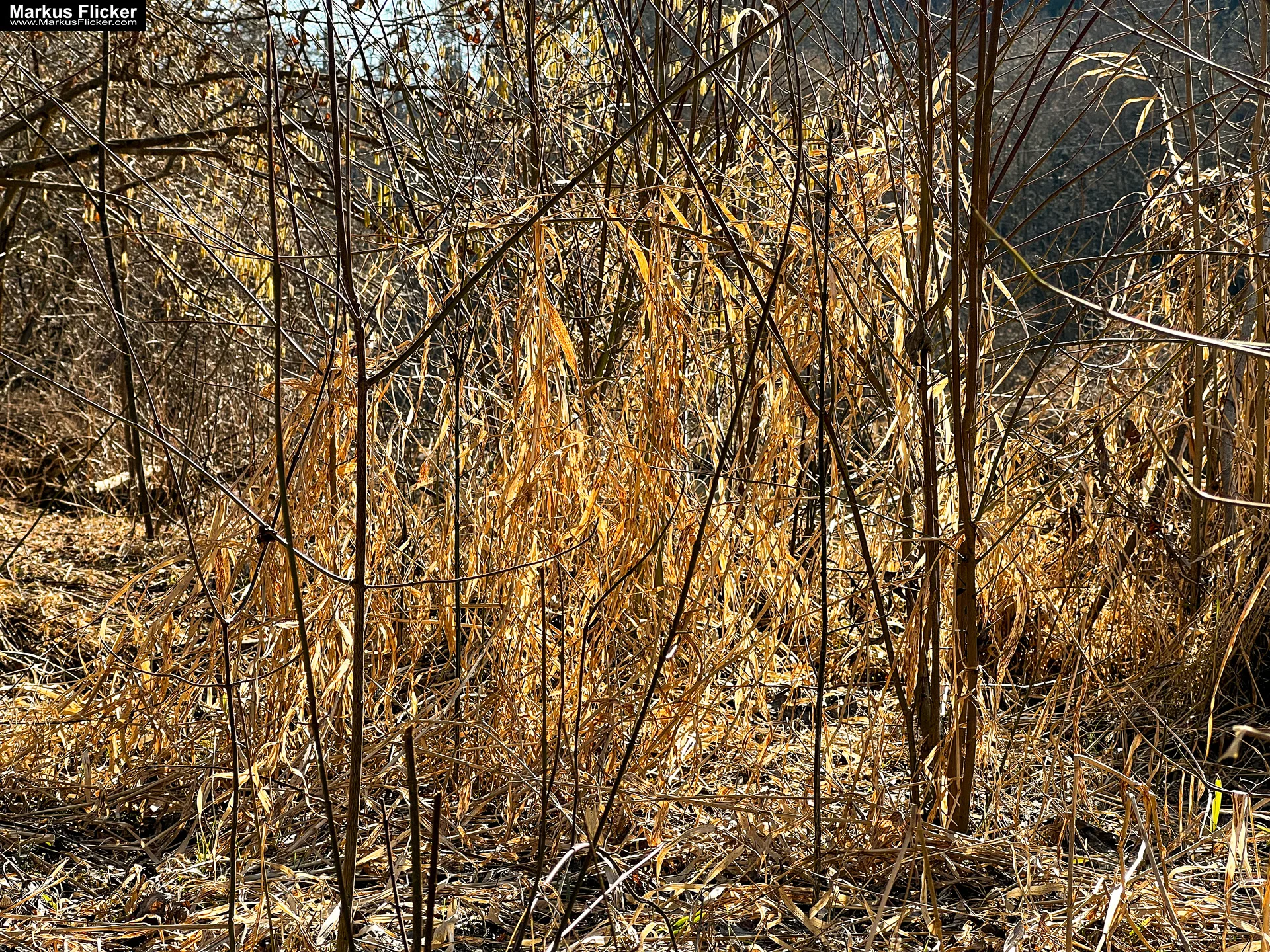 Quicktipp Tierfotografie: Fresse halten und Ruhe bewahren ;) Leise sein statt Mega Tele Objektiv / Nutria am Fluss / Naturfotografie Landschaftsfotografie. Fotografieren und Filmen mit dem Smartphone: Bessere Fotos und Videos mit dem Handy für Freizeit, Hobby und Business Quicktipp Tierfotografie: Fresse halten und Ruhe bewahren ;) Nahaufnahmen mit dem Smartphone statt Mega Tele Objektiv / Nutria am Fluss