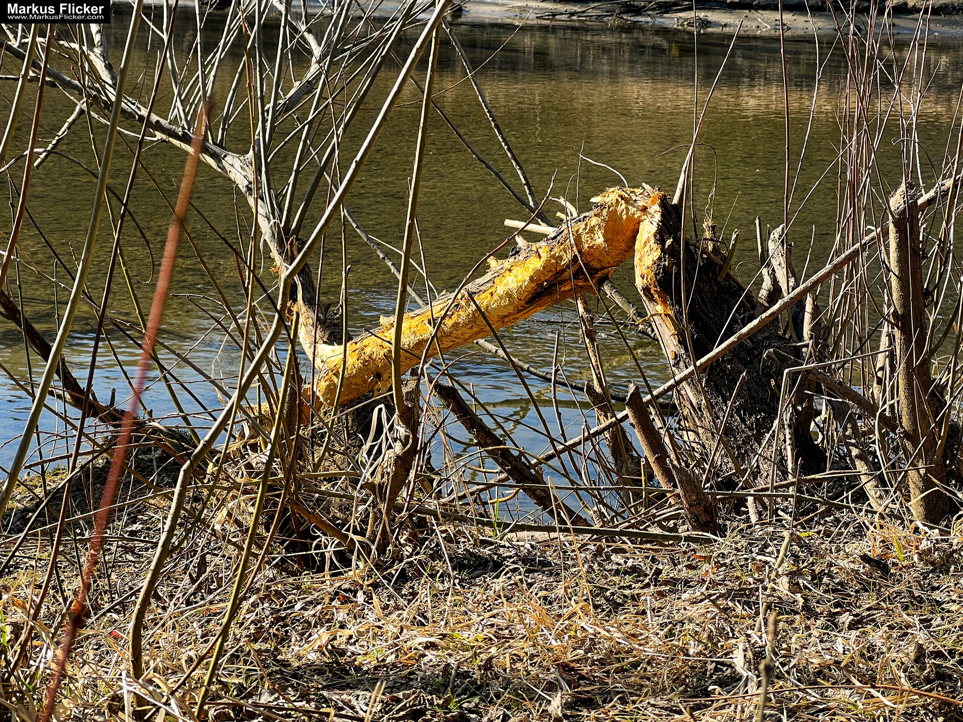 Quicktipp Tierfotografie: Fresse halten und Ruhe bewahren ;) Leise sein statt Mega Tele Objektiv / Nutria am Fluss / Naturfotografie Landschaftsfotografie. Fotografieren und Filmen mit dem Smartphone: Bessere Fotos und Videos mit dem Handy für Freizeit, Hobby und Business Quicktipp Tierfotografie: Fresse halten und Ruhe bewahren ;) Nahaufnahmen mit dem Smartphone statt Mega Tele Objektiv / Nutria am Fluss