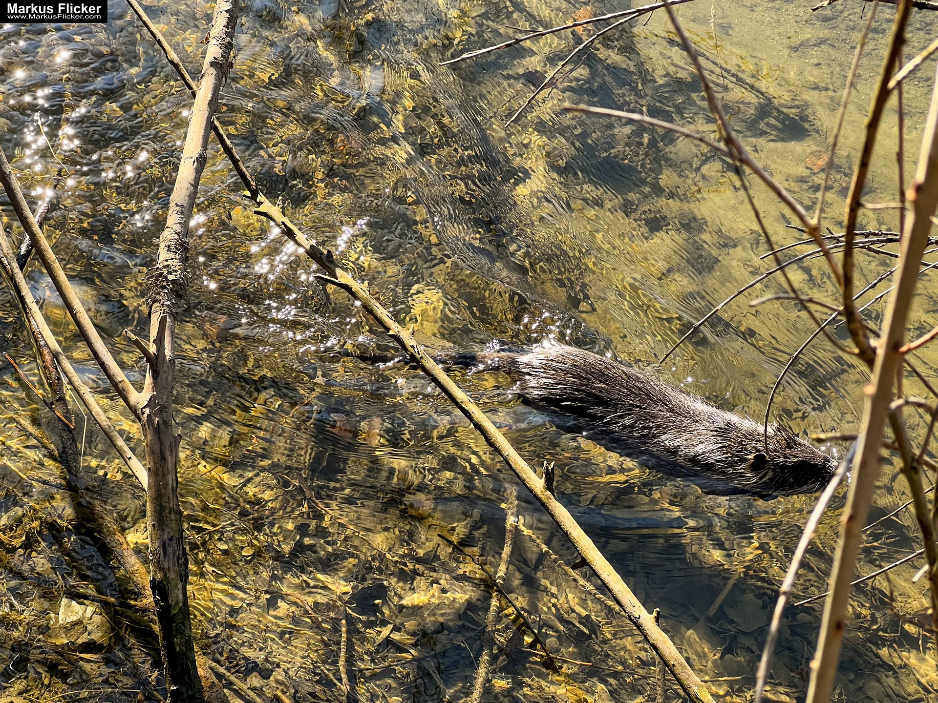 Quicktipp Tierfotografie: Fresse halten und Ruhe bewahren ;) Leise sein statt Mega Tele Objektiv / Nutria am Fluss / Naturfotografie Landschaftsfotografie. Fotografieren und Filmen mit dem Smartphone: Bessere Fotos und Videos mit dem Handy für Freizeit, Hobby und Business Quicktipp Tierfotografie: Fresse halten und Ruhe bewahren ;) Nahaufnahmen mit dem Smartphone statt Mega Tele Objektiv / Nutria am Fluss