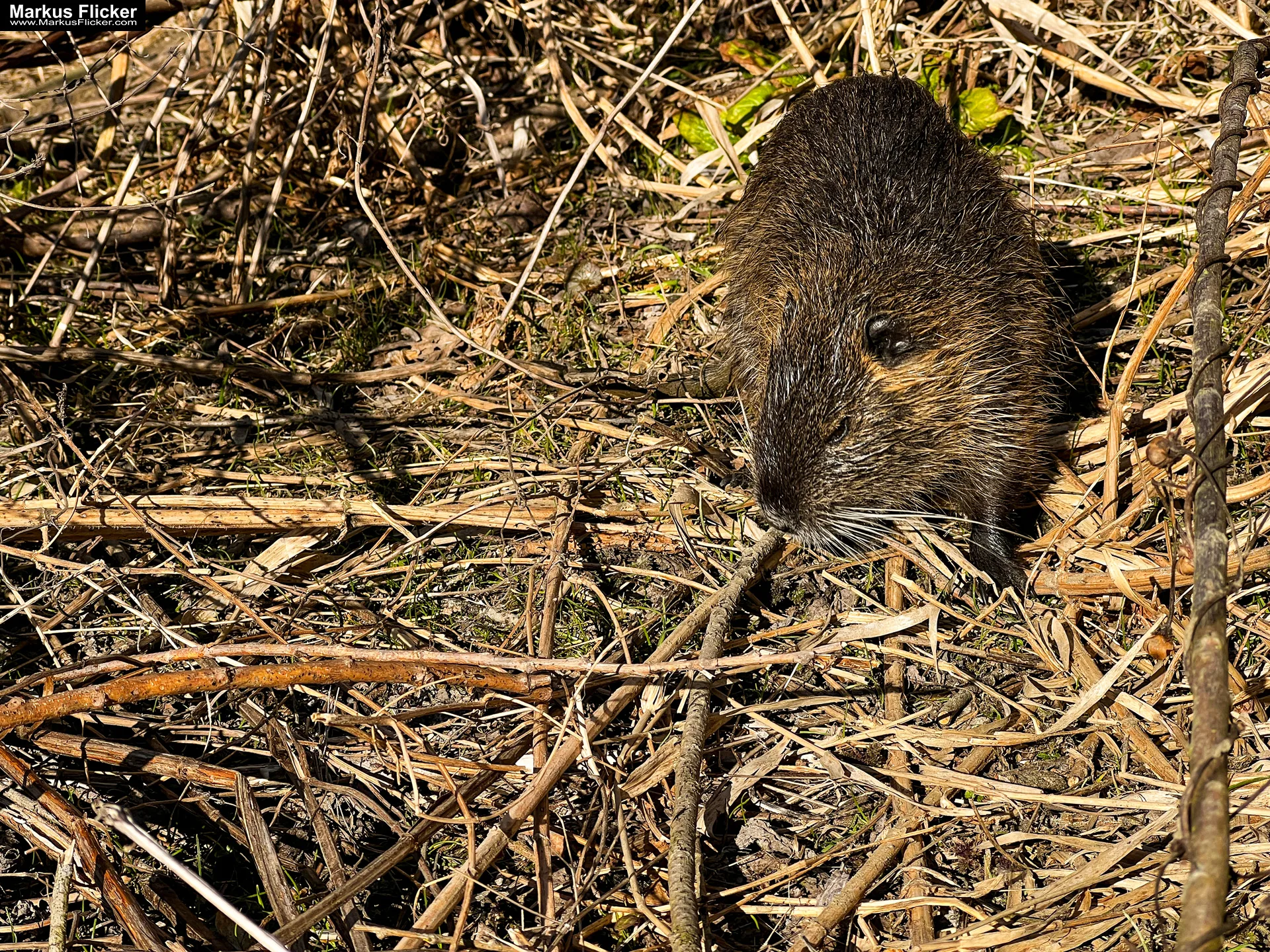 Quicktipp Tierfotografie: Fresse halten und Ruhe bewahren ;) Leise sein statt Mega Tele Objektiv / Nutria am Fluss / Naturfotografie Landschaftsfotografie. Fotografieren und Filmen mit dem Smartphone: Bessere Fotos und Videos mit dem Handy für Freizeit, Hobby und Business Quicktipp Tierfotografie: Fresse halten und Ruhe bewahren ;) Nahaufnahmen mit dem Smartphone statt Mega Tele Objektiv / Nutria am Fluss