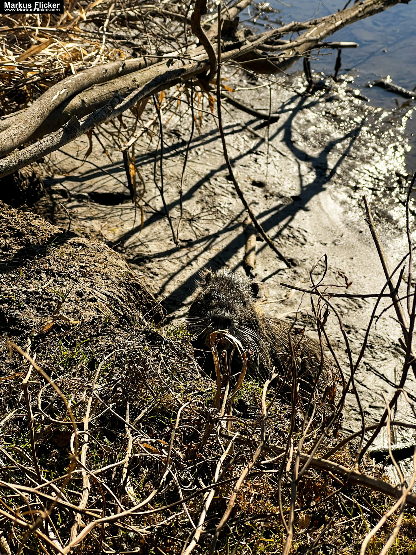 Quicktipp Tierfotografie: Fresse halten und Ruhe bewahren ;) Leise sein statt Mega Tele Objektiv / Nutria am Fluss / Naturfotografie Landschaftsfotografie. Fotografieren und Filmen mit dem Smartphone: Bessere Fotos und Videos mit dem Handy für Freizeit, Hobby und Business Quicktipp Tierfotografie: Fresse halten und Ruhe bewahren ;) Nahaufnahmen mit dem Smartphone statt Mega Tele Objektiv / Nutria am Fluss