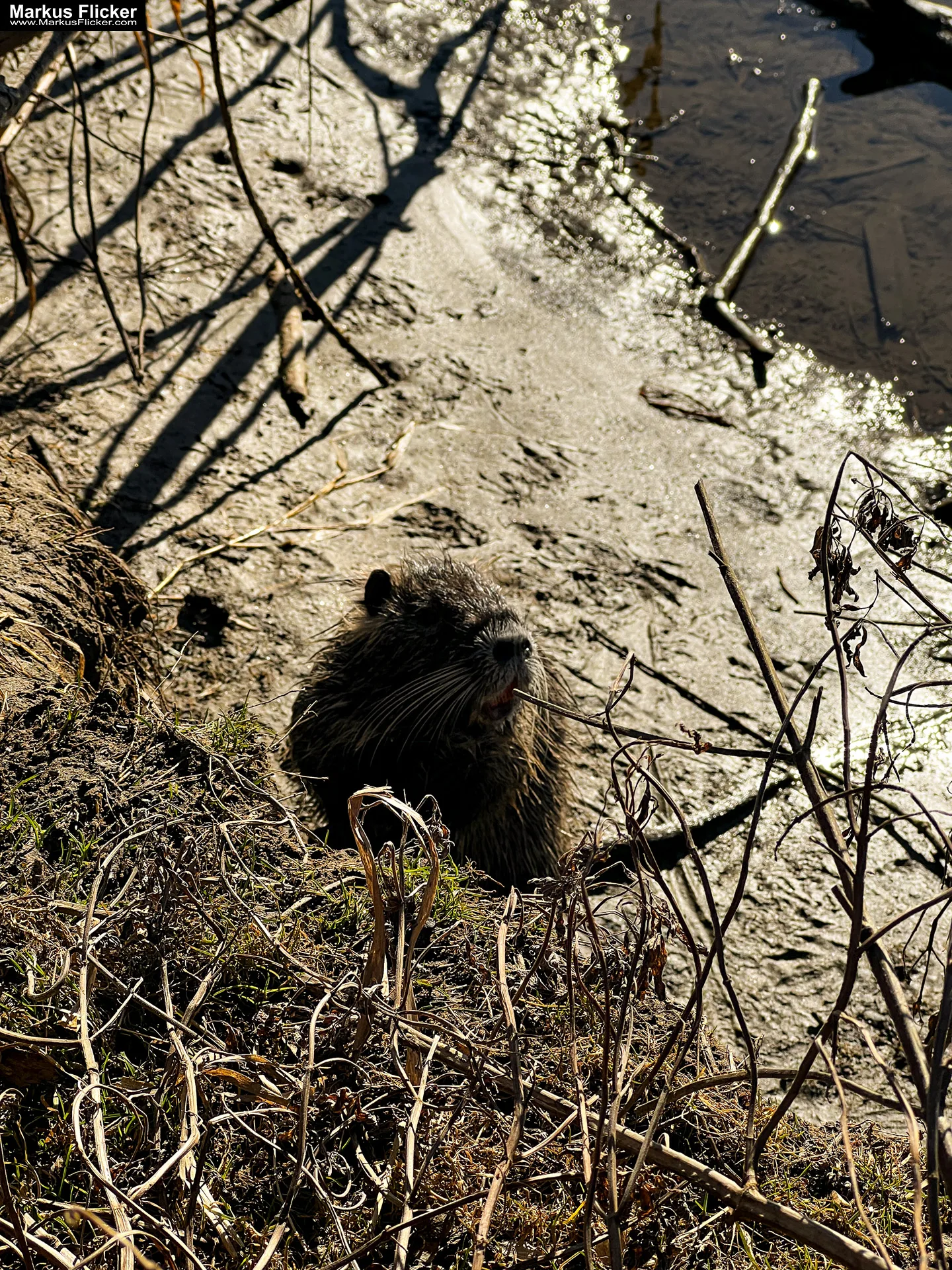 Quicktipp Tierfotografie: Fresse halten und Ruhe bewahren ;) Leise sein statt Mega Tele Objektiv / Nutria am Fluss / Naturfotografie Landschaftsfotografie. Fotografieren und Filmen mit dem Smartphone: Bessere Fotos und Videos mit dem Handy für Freizeit, Hobby und Business Quicktipp Tierfotografie: Fresse halten und Ruhe bewahren ;) Nahaufnahmen mit dem Smartphone statt Mega Tele Objektiv / Nutria am Fluss