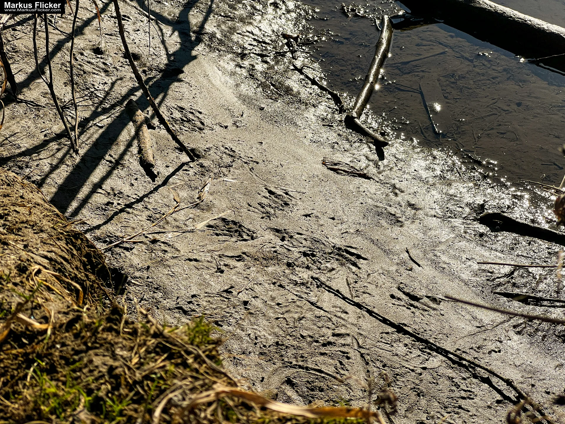 Quicktipp Tierfotografie: Fresse halten und Ruhe bewahren ;) Leise sein statt Mega Tele Objektiv / Nutria am Fluss / Naturfotografie Landschaftsfotografie. Fotografieren und Filmen mit dem Smartphone: Bessere Fotos und Videos mit dem Handy für Freizeit, Hobby und Business Quicktipp Tierfotografie: Fresse halten und Ruhe bewahren ;) Nahaufnahmen mit dem Smartphone statt Mega Tele Objektiv / Nutria am Fluss