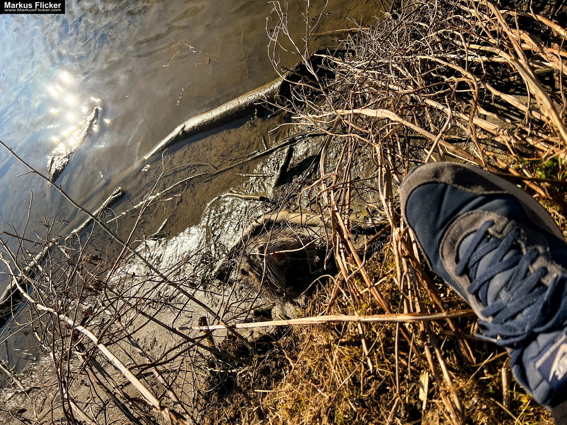 Quicktipp Tierfotografie: Fresse halten und Ruhe bewahren ;) Leise sein statt Mega Tele Objektiv / Nutria am Fluss / Naturfotografie Landschaftsfotografie. Fotografieren und Filmen mit dem Smartphone: Bessere Fotos und Videos mit dem Handy für Freizeit, Hobby und Business Quicktipp Tierfotografie: Fresse halten und Ruhe bewahren ;) Nahaufnahmen mit dem Smartphone statt Mega Tele Objektiv / Nutria am Fluss