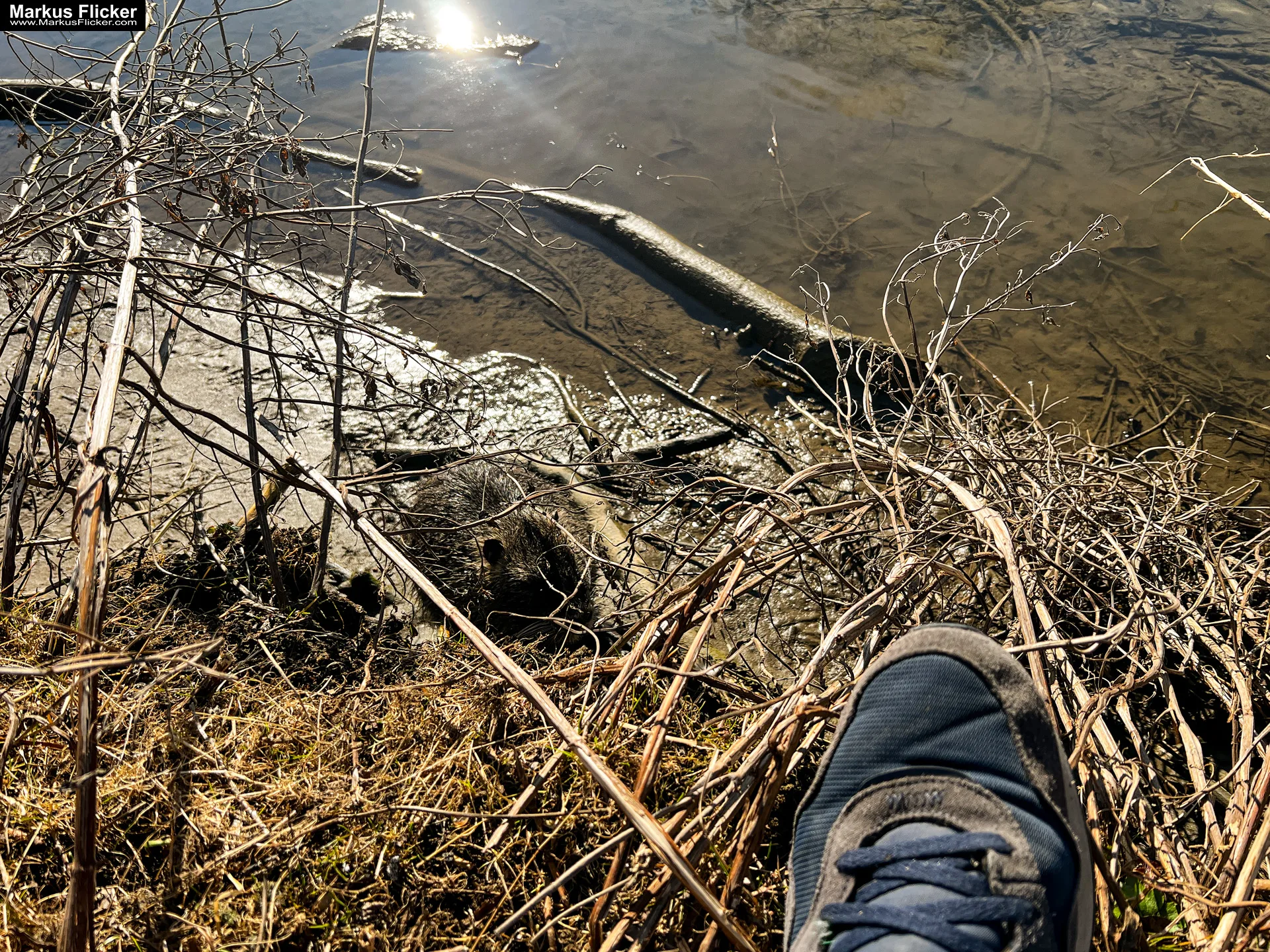Quicktipp Tierfotografie: Fresse halten und Ruhe bewahren ;) Leise sein statt Mega Tele Objektiv / Nutria am Fluss / Naturfotografie Landschaftsfotografie. Fotografieren und Filmen mit dem Smartphone: Bessere Fotos und Videos mit dem Handy für Freizeit, Hobby und Business Quicktipp Tierfotografie: Fresse halten und Ruhe bewahren ;) Nahaufnahmen mit dem Smartphone statt Mega Tele Objektiv / Nutria am Fluss