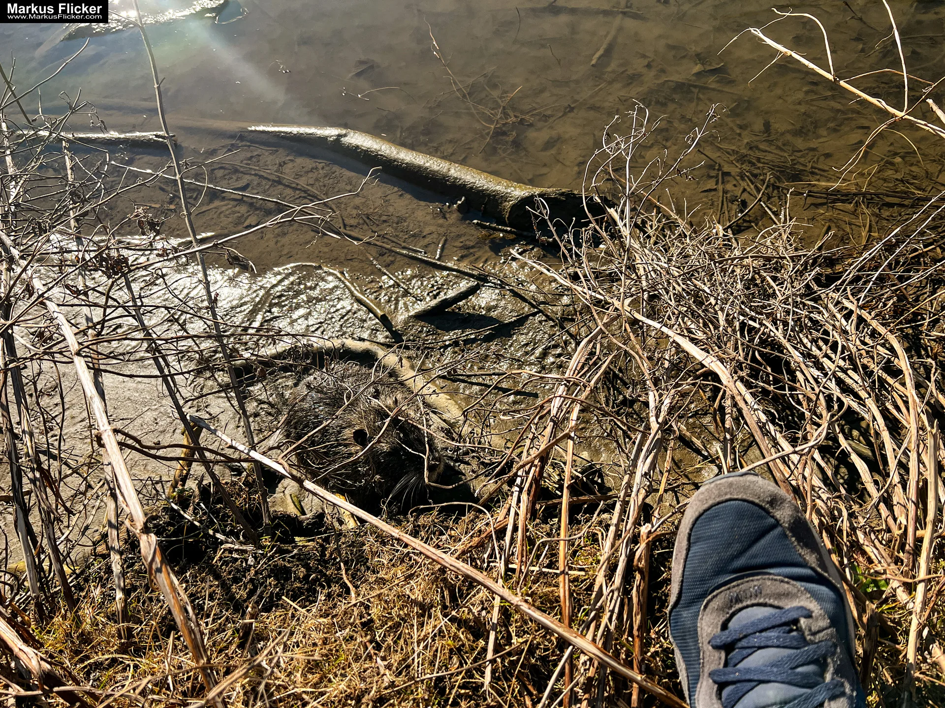 Quicktipp Tierfotografie: Fresse halten und Ruhe bewahren ;) Leise sein statt Mega Tele Objektiv / Nutria am Fluss / Naturfotografie Landschaftsfotografie. Fotografieren und Filmen mit dem Smartphone: Bessere Fotos und Videos mit dem Handy für Freizeit, Hobby und Business Quicktipp Tierfotografie: Fresse halten und Ruhe bewahren ;) Nahaufnahmen mit dem Smartphone statt Mega Tele Objektiv / Nutria am Fluss