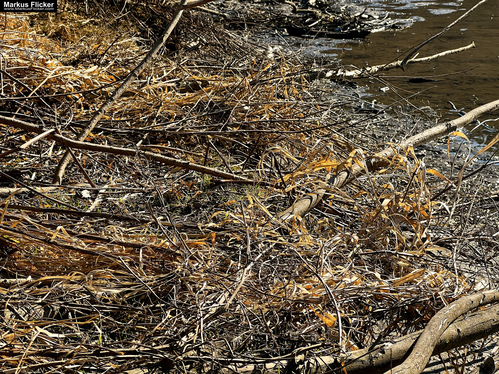 Quicktipp Tierfotografie: Fresse halten und Ruhe bewahren ;) Leise sein statt Mega Tele Objektiv / Nutria am Fluss / Naturfotografie Landschaftsfotografie. Fotografieren und Filmen mit dem Smartphone: Bessere Fotos und Videos mit dem Handy für Freizeit, Hobby und Business Quicktipp Tierfotografie: Fresse halten und Ruhe bewahren ;) Nahaufnahmen mit dem Smartphone statt Mega Tele Objektiv / Nutria am Fluss