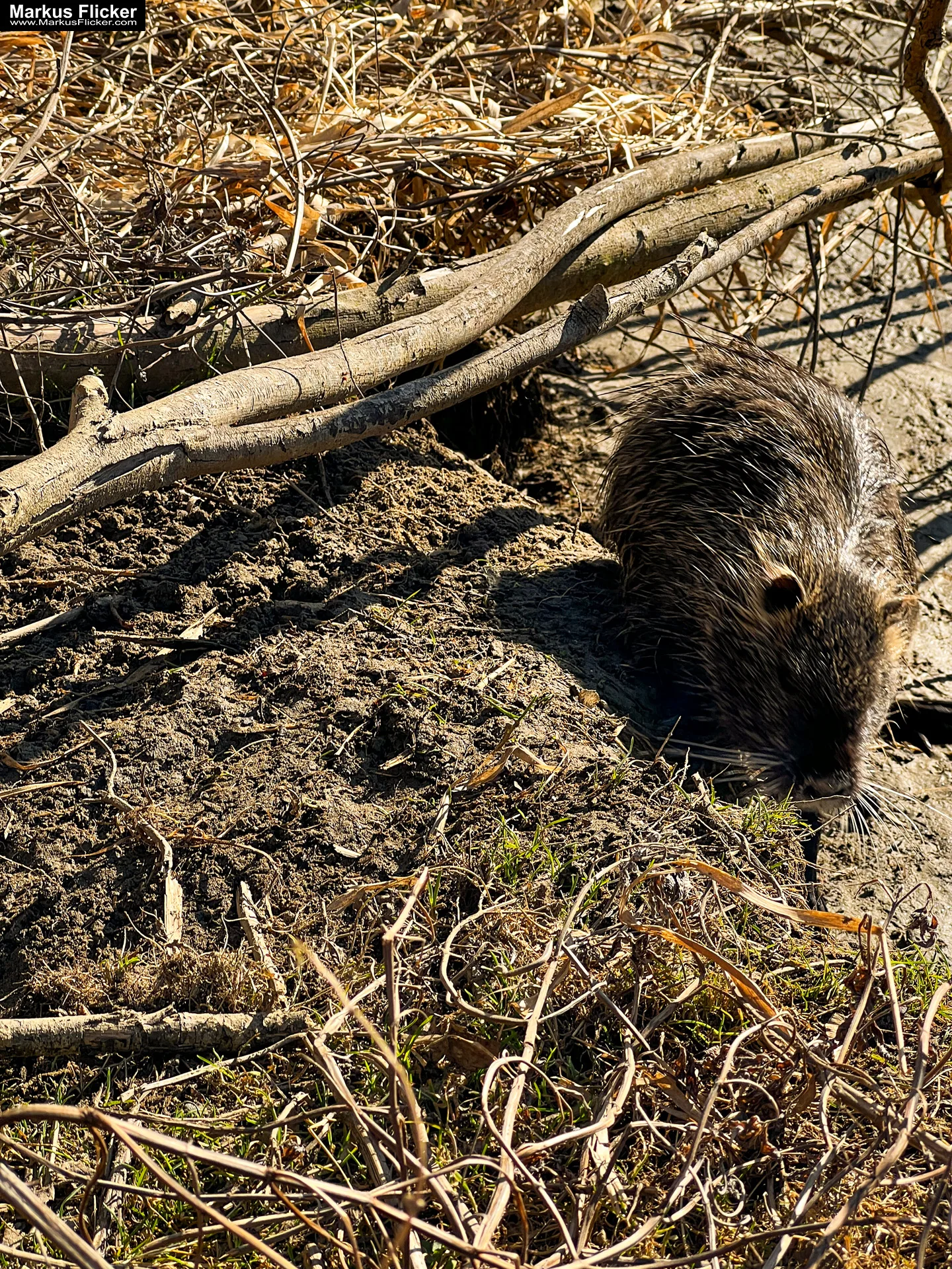 Quicktipp Tierfotografie: Fresse halten und Ruhe bewahren ;) Leise sein statt Mega Tele Objektiv / Nutria am Fluss / Naturfotografie Landschaftsfotografie. Fotografieren und Filmen mit dem Smartphone: Bessere Fotos und Videos mit dem Handy für Freizeit, Hobby und Business Quicktipp Tierfotografie: Fresse halten und Ruhe bewahren ;) Nahaufnahmen mit dem Smartphone statt Mega Tele Objektiv / Nutria am Fluss