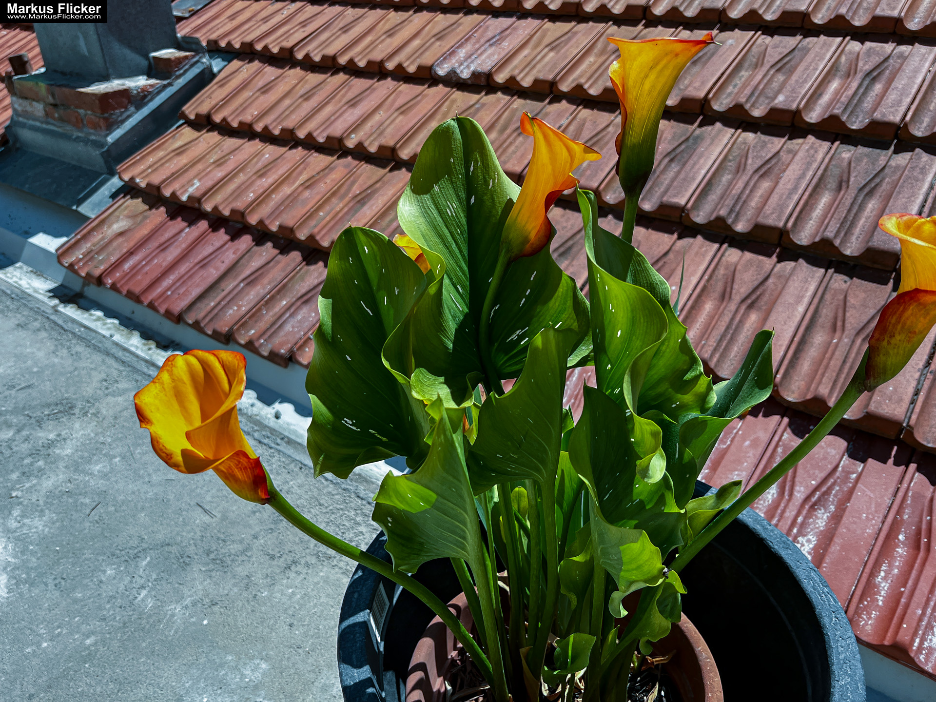 Konoba Lanterna Plaža Sevid Beach Mediterranes Restaurant Strand in einer Bucht in Kroatien #VISITCROATIA Konoba Lanterna Sevid Mediterranes Restaurant Kroatien #VISITCROATIA