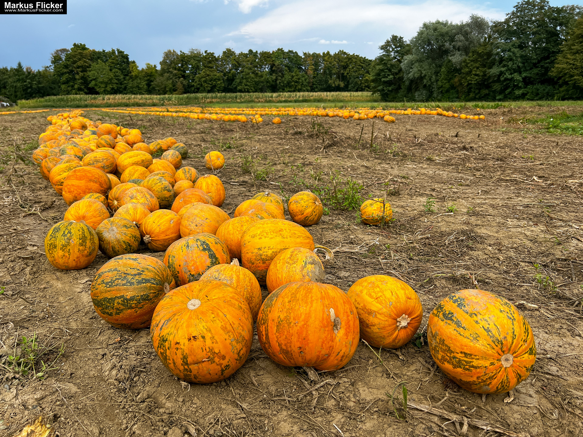 Fototipp Fotomotiv Kürbisfeld am Ende des Sommers. Fotografieren und Filmen mit dem Smartphone: Bessere Fotos und Videos mit dem Handy für Freizeit, Hobby und Business