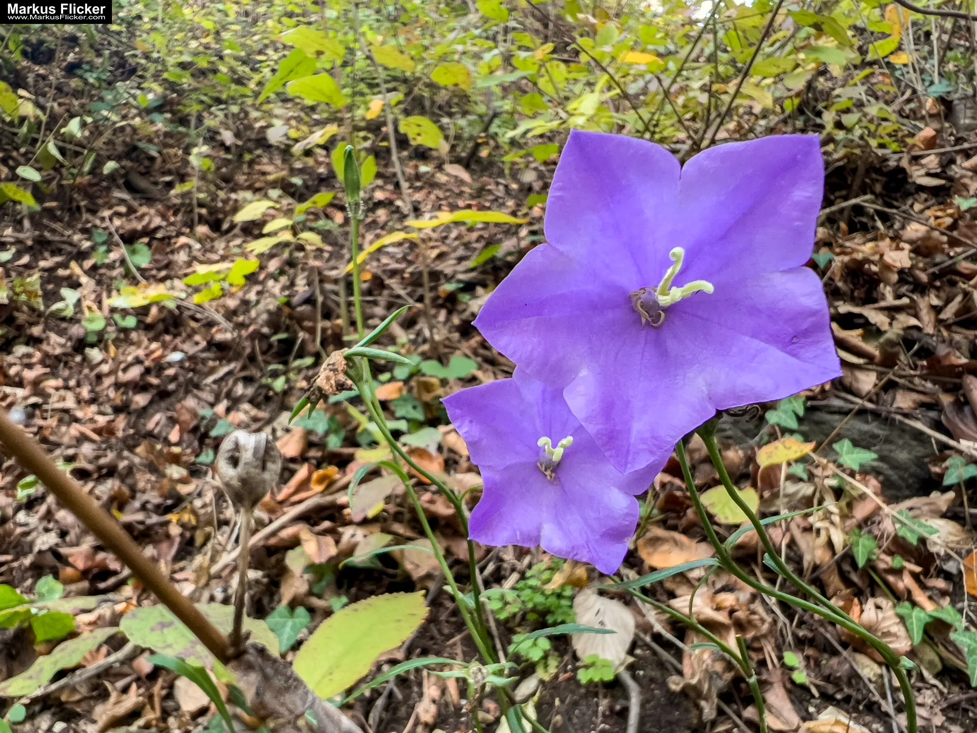 Burgruine Gösting und Jungfernsprung Graz Steiermark Österreich #visitstyria Burgruine Gösting Graz Steiermark Österreich #visitstyria