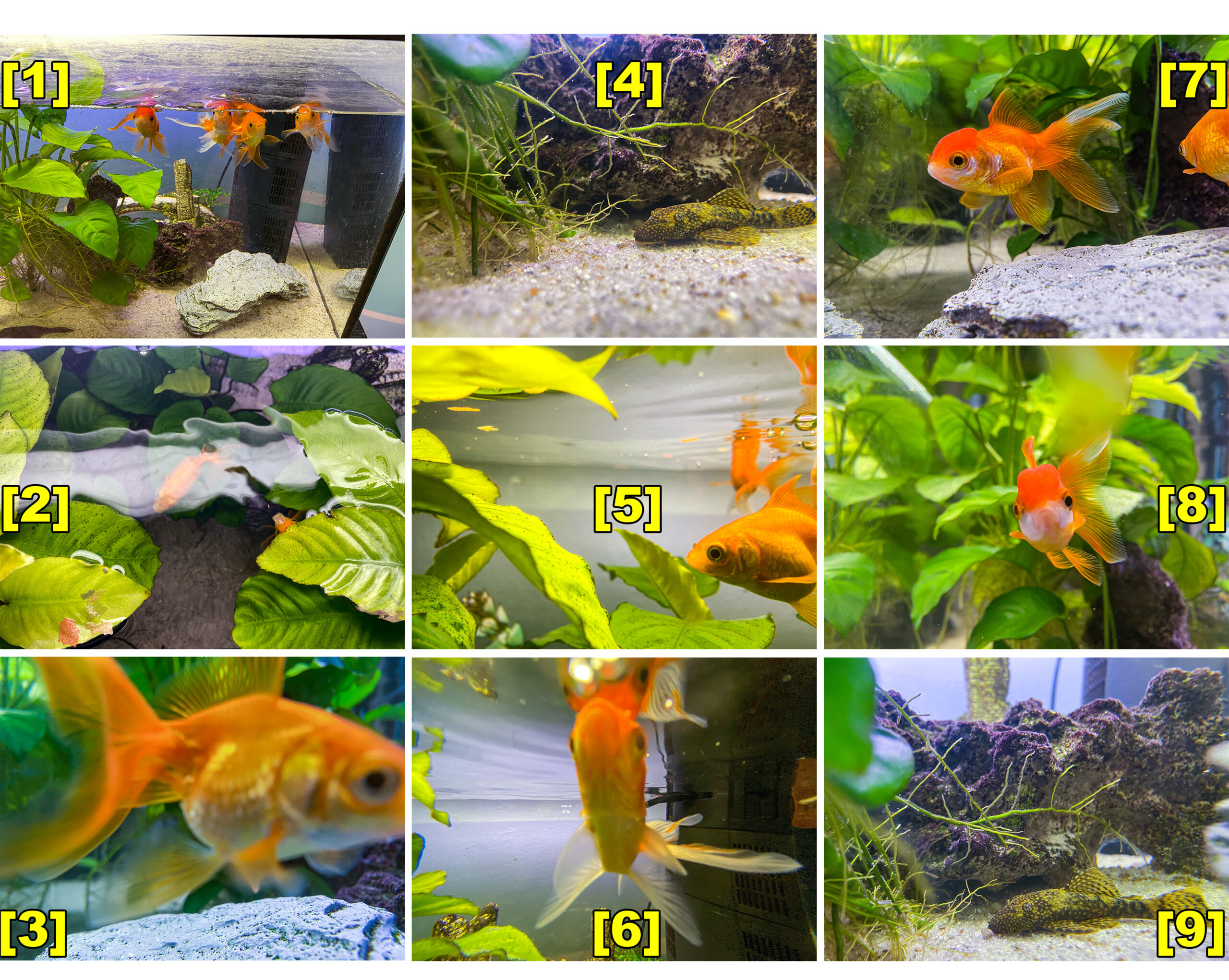 Fische im Aquarium durch Glas fotografieren und filmen. Tipps mit dem Smartphone durch eine Glasscheibe aufnehmen. Fotografieren und Filmen mit dem Smartphone: Bessere Fotos und Videos mit dem Handy für Freizeit, Hobby und Business