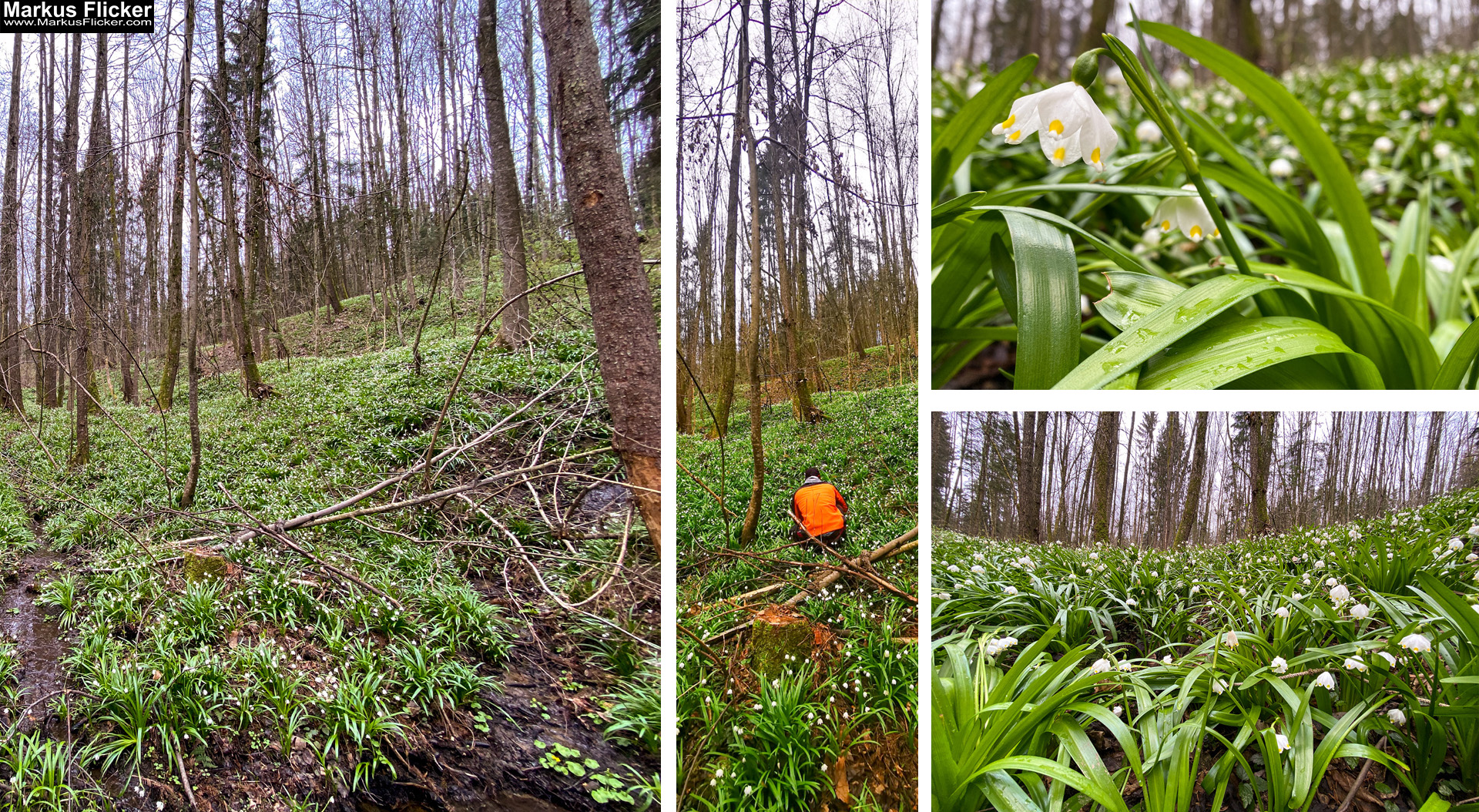 Vor lauter Bäumen den Wald nicht mehr sehen... Detailaufnahmen statt Zuviel auf dem Bild! Fotografieren und Filmen mit dem Smartphone: Bessere Fotos und Videos mit dem Handy für Freizeit, Hobby und Business