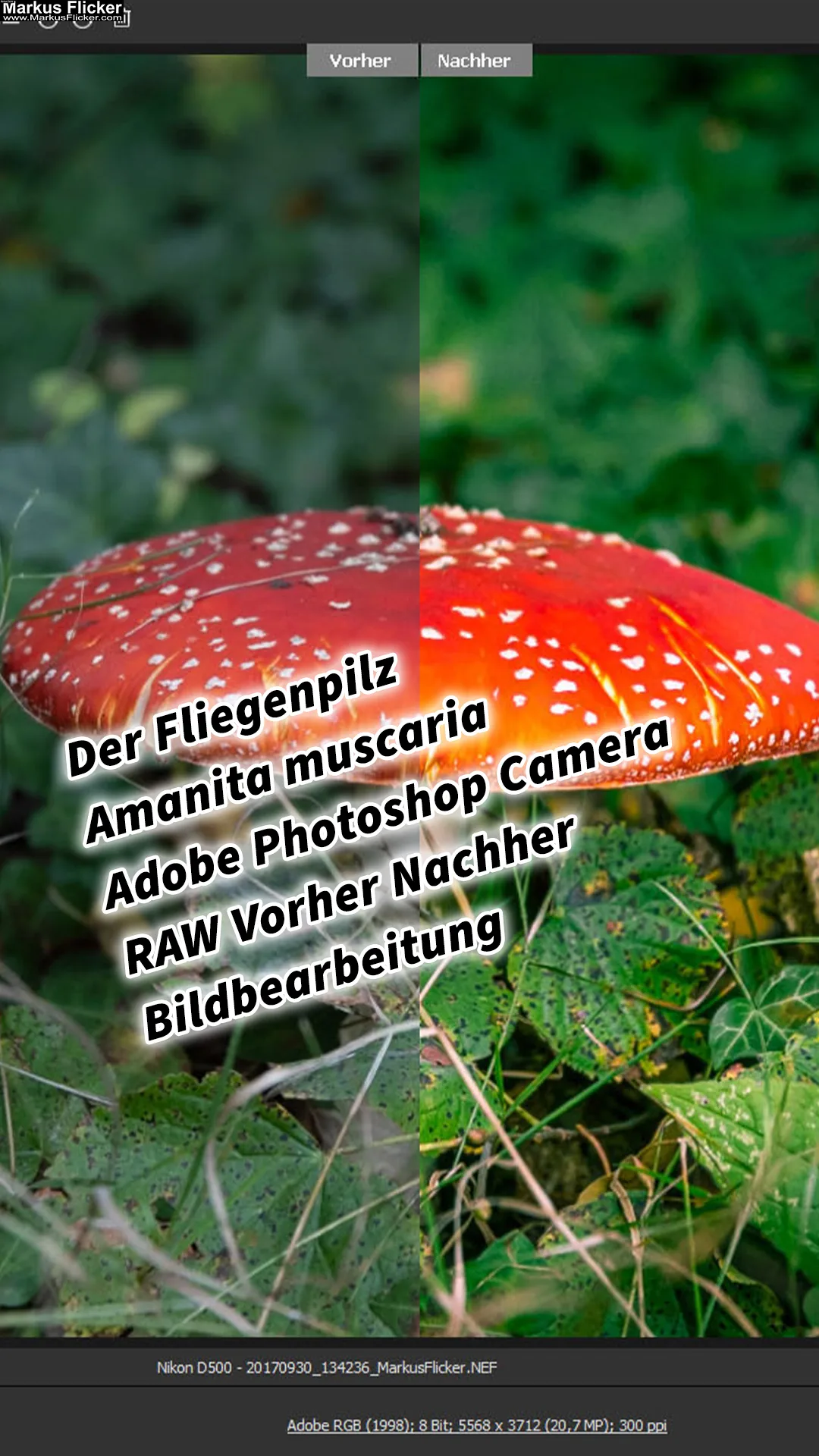 Der Fliegenpilz (Amanita muscaria) Adobe Photoshop Camera RAW Foto Vorher Nachher Bildbearbeitung