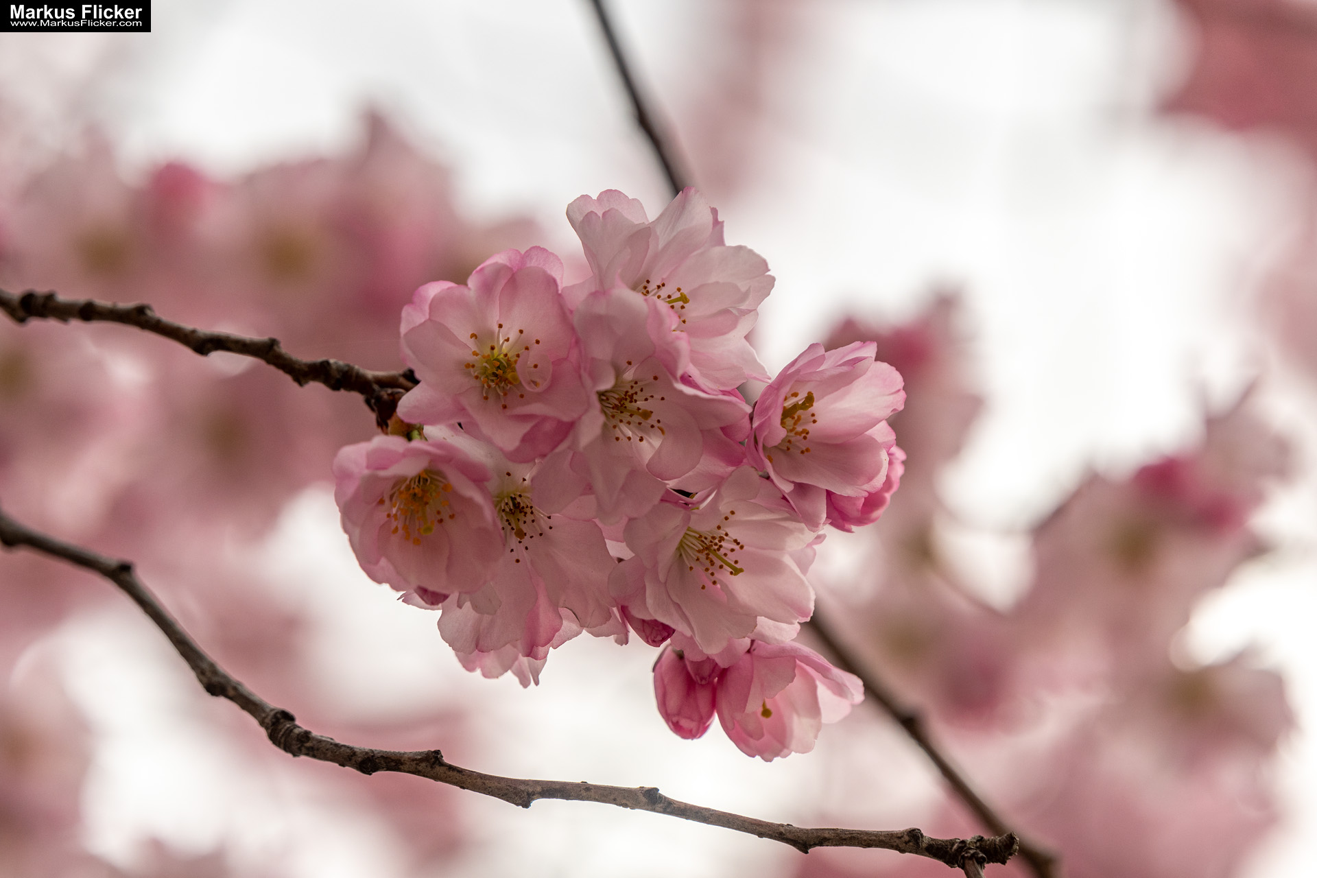 Fotografieren und Filmen im Frühling kreative Fotos und Videos. Fotografieren und Filmen mit dem Smartphone: Bessere Fotos und Videos mit dem Handy für Freizeit, Hobby und Business Frühling Fotos und Videos Bildideen Tipps Tricks mit Kamera und Smartphone. Fotografieren und Filmen mit dem Smartphone: Bessere Fotos und Videos mit dem Handy für Freizeit, Hobby und Business