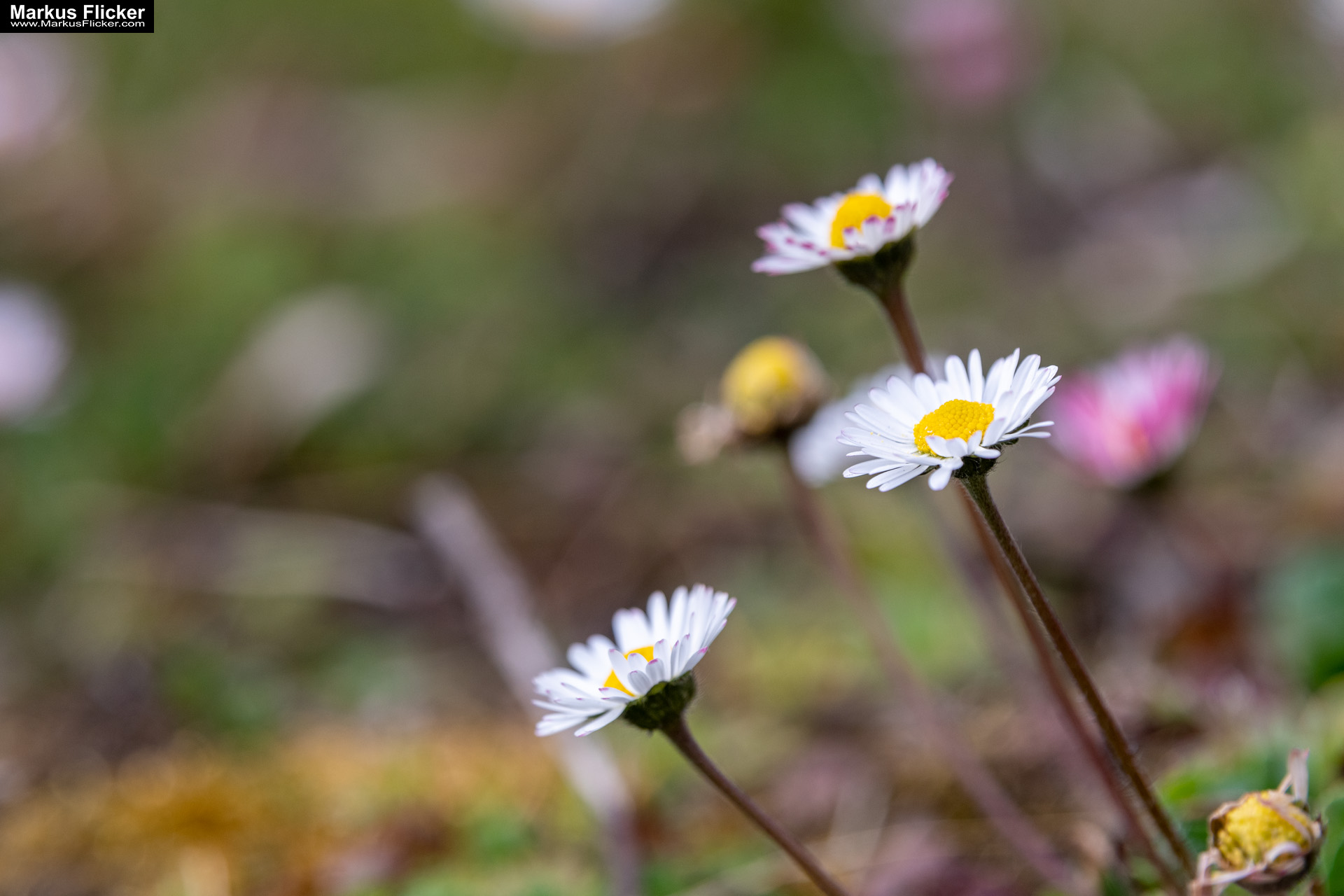 Fotografieren und Filmen im Frühling kreative Fotos und Videos. Fotografieren und Filmen mit dem Smartphone: Bessere Fotos und Videos mit dem Handy für Freizeit, Hobby und Business Frühling Fotos Bildideen Tipps Tricks mit Kamera und Smartphone