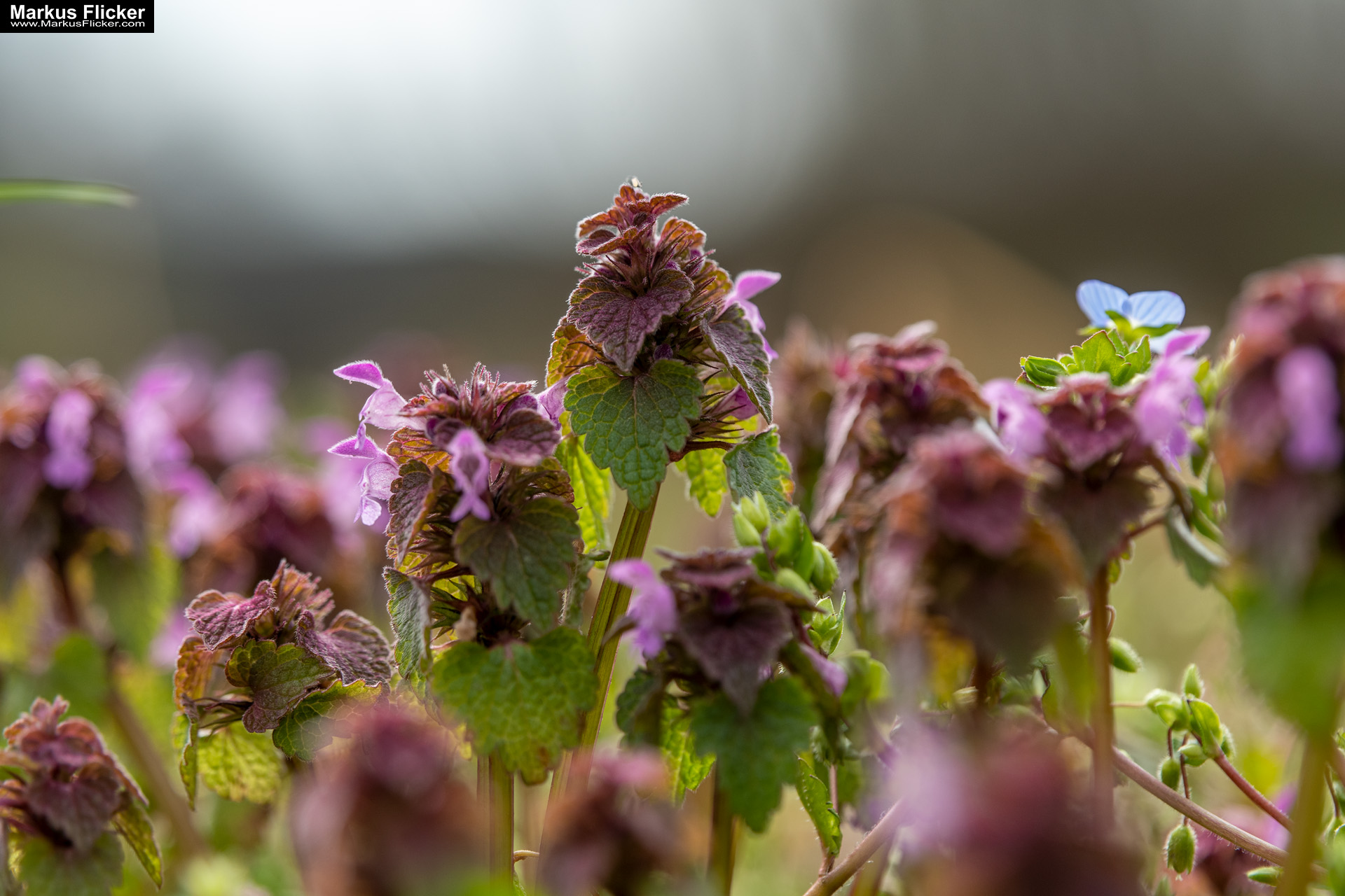 Fotografieren und Filmen im Frühling kreative Fotos und Videos. Fotografieren und Filmen mit dem Smartphone: Bessere Fotos und Videos mit dem Handy für Freizeit, Hobby und Business Fotografieren und Filmen im Frühling kreative Fotos und Videos mit Kamera und Smartphone. Fotografieren und Filmen mit dem Smartphone: Bessere Fotos und Videos mit dem Handy für Freizeit, Hobby und Business