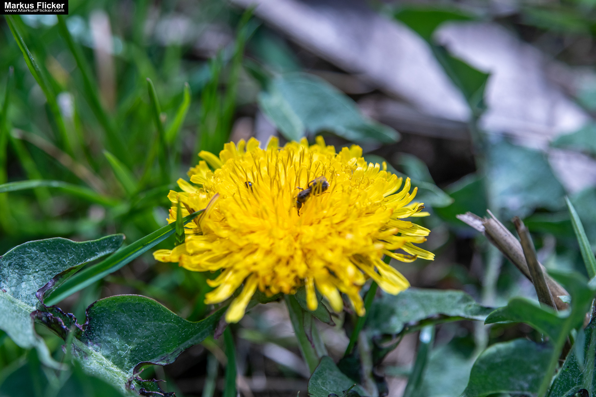 Fotografieren und Filmen im Frühling kreative Fotos und Videos. Fotografieren und Filmen mit dem Smartphone: Bessere Fotos und Videos mit dem Handy für Freizeit, Hobby und Business Frühling Fotos Bildideen Tipps Tricks mit Kamera und Smartphone