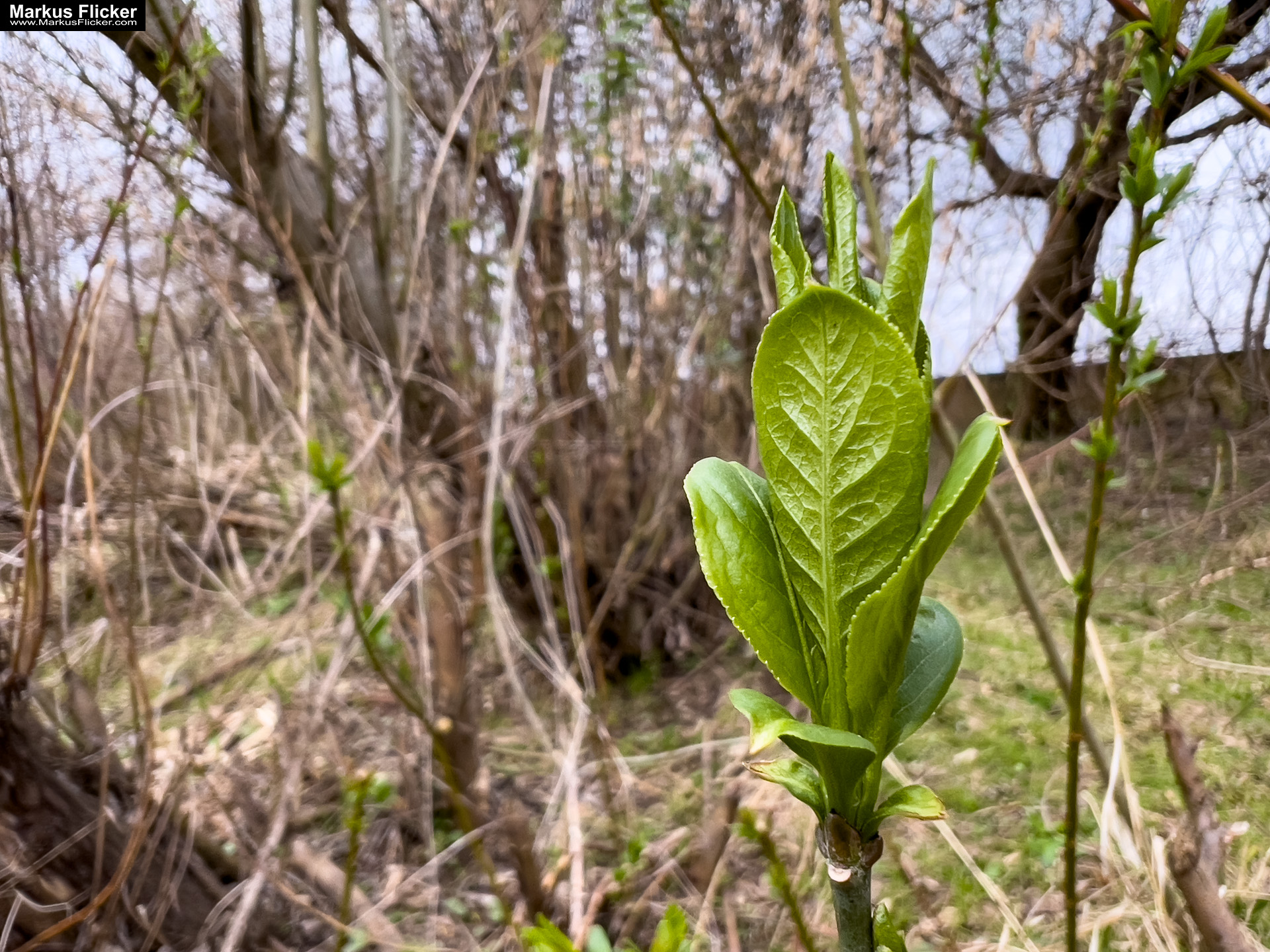 Fotografieren und Filmen im Frühling kreative Fotos und Videos. Fotografieren und Filmen mit dem Smartphone: Bessere Fotos und Videos mit dem Handy für Freizeit, Hobby und Business Frühling Fotos Bildideen Tipps Tricks mit Kamera und Smartphone