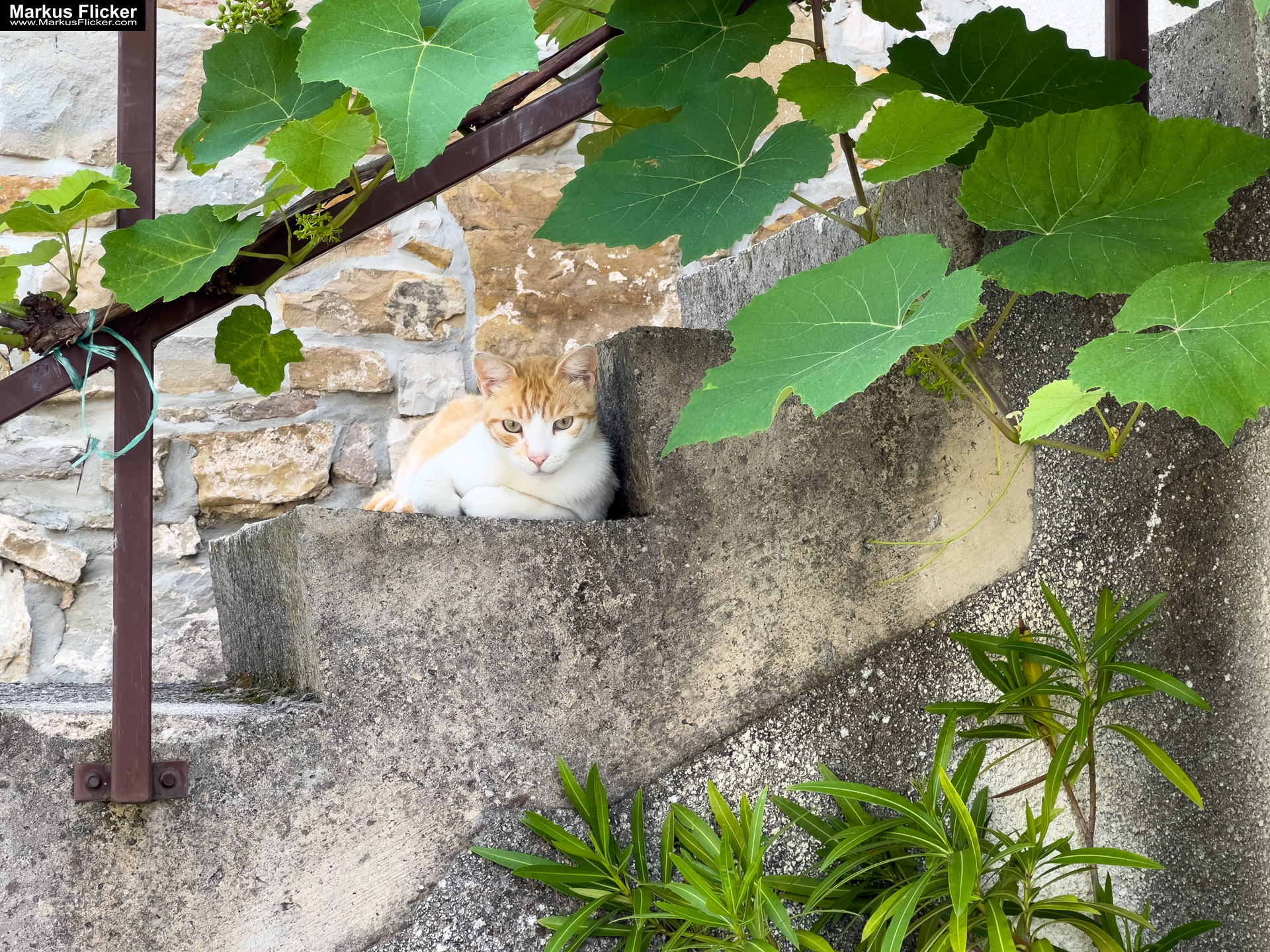 Krkavče Dorf in Slowenien Nähe Koper Krkavče Dorf in Slowenien Nähe Koper