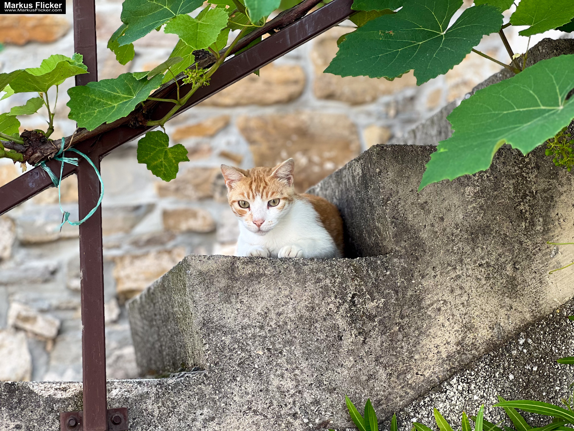 Krkavče Dorf in Slowenien Nähe Koper Krkavče Dorf in Slowenien Nähe Koper