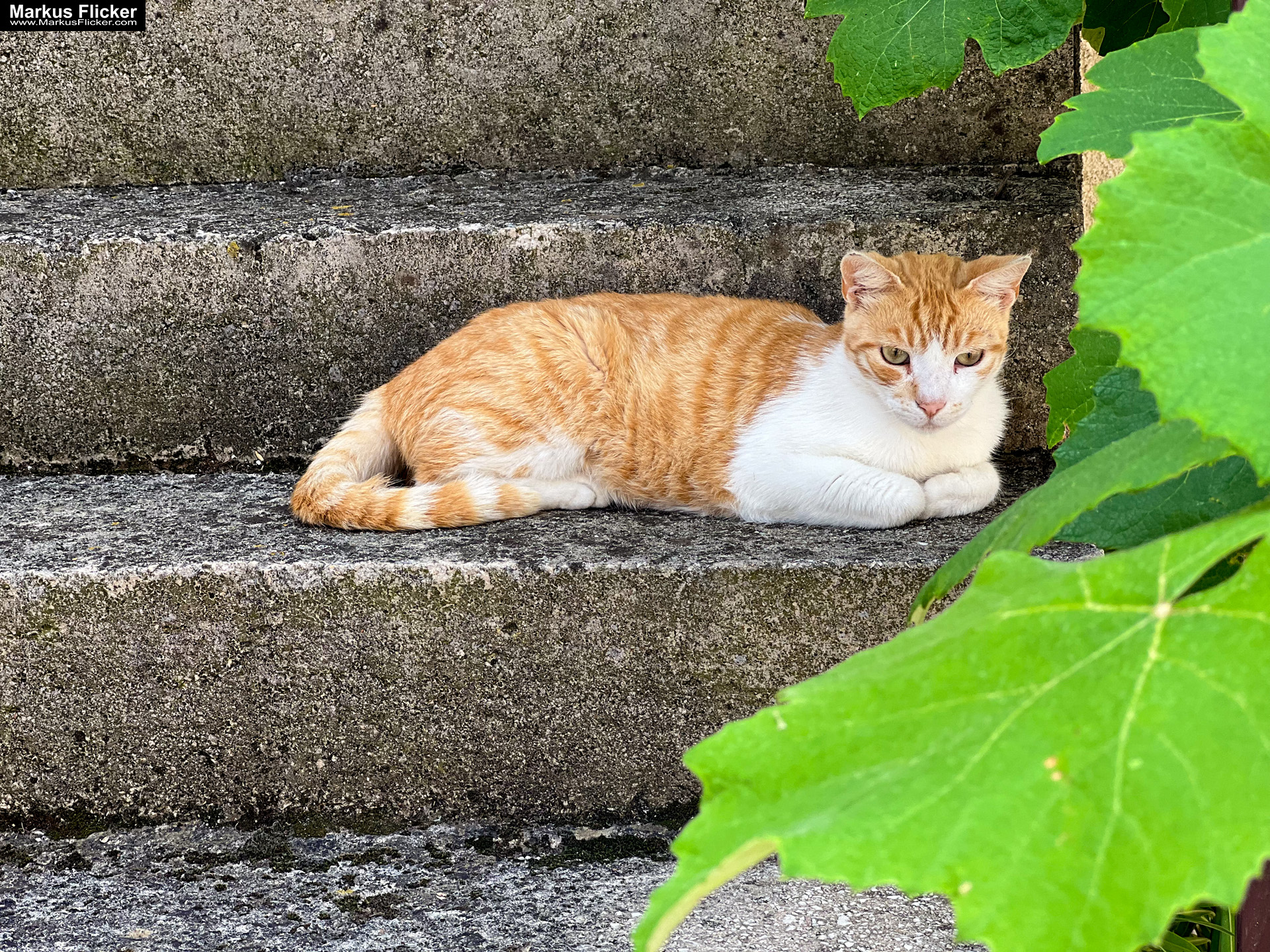 Krkavče Dorf in Slowenien Nähe Koper Krkavče Dorf in Slowenien Nähe Koper