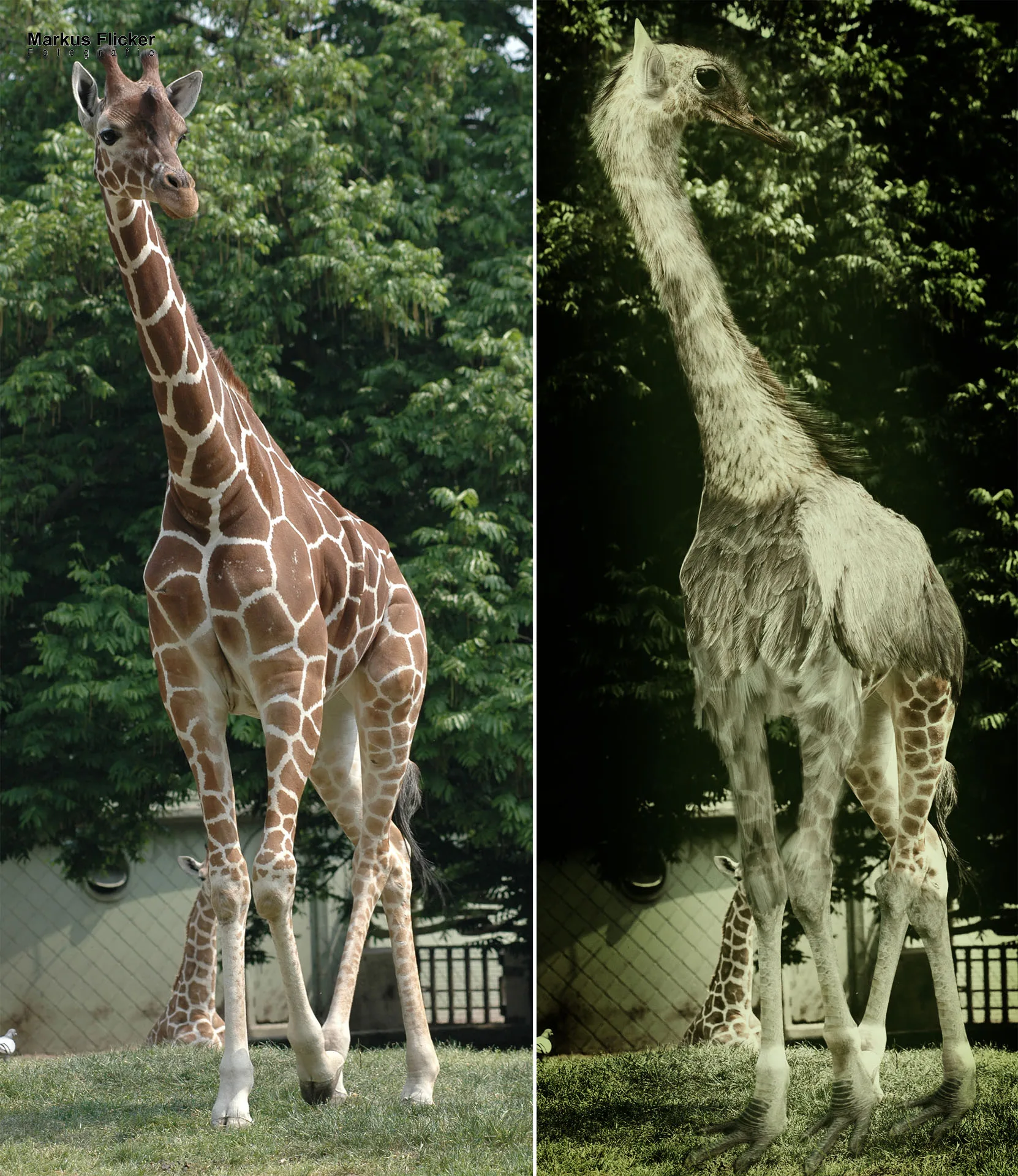 Der Giraffenstrauß -- Photoshop - Speedcomposing Video #justfun #funwithphotoshop