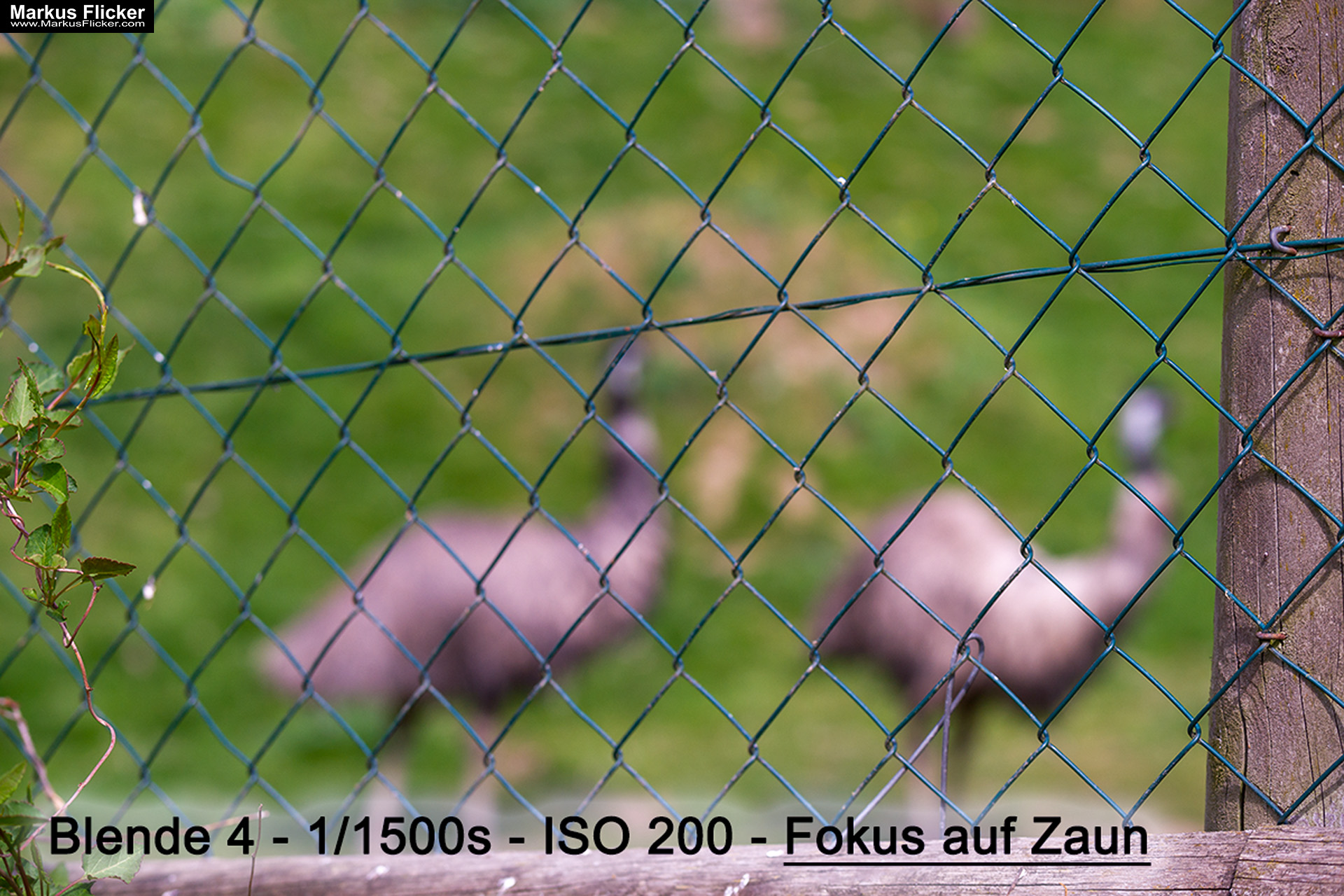 Quicktipp: Durch einen Zaun fotografieren mit DSLR Kamera oder Smartphone. Fotografieren und Filmen mit dem Smartphone für Fotos und Videos. Entdecke die Smartphone-Fotografie: Profi-Tipps mit dem Handy für Freizeit, Hobby und Business Mobile Videography Photography Quicktipp: Durch einen Zaun fotografieren mit DSLR Kamera oder Smartphone