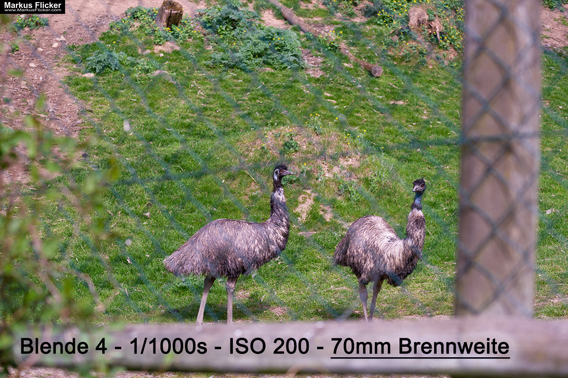 Quicktipp: Durch einen Zaun fotografieren mit DSLR Kamera oder Smartphone. Fotografieren und Filmen mit dem Smartphone für Fotos und Videos. Entdecke die Smartphone-Fotografie: Profi-Tipps mit dem Handy für Freizeit, Hobby und Business Mobile Videography Photography Quicktipp: Durch einen Zaun fotografieren mit DSLR Kamera oder Smartphone