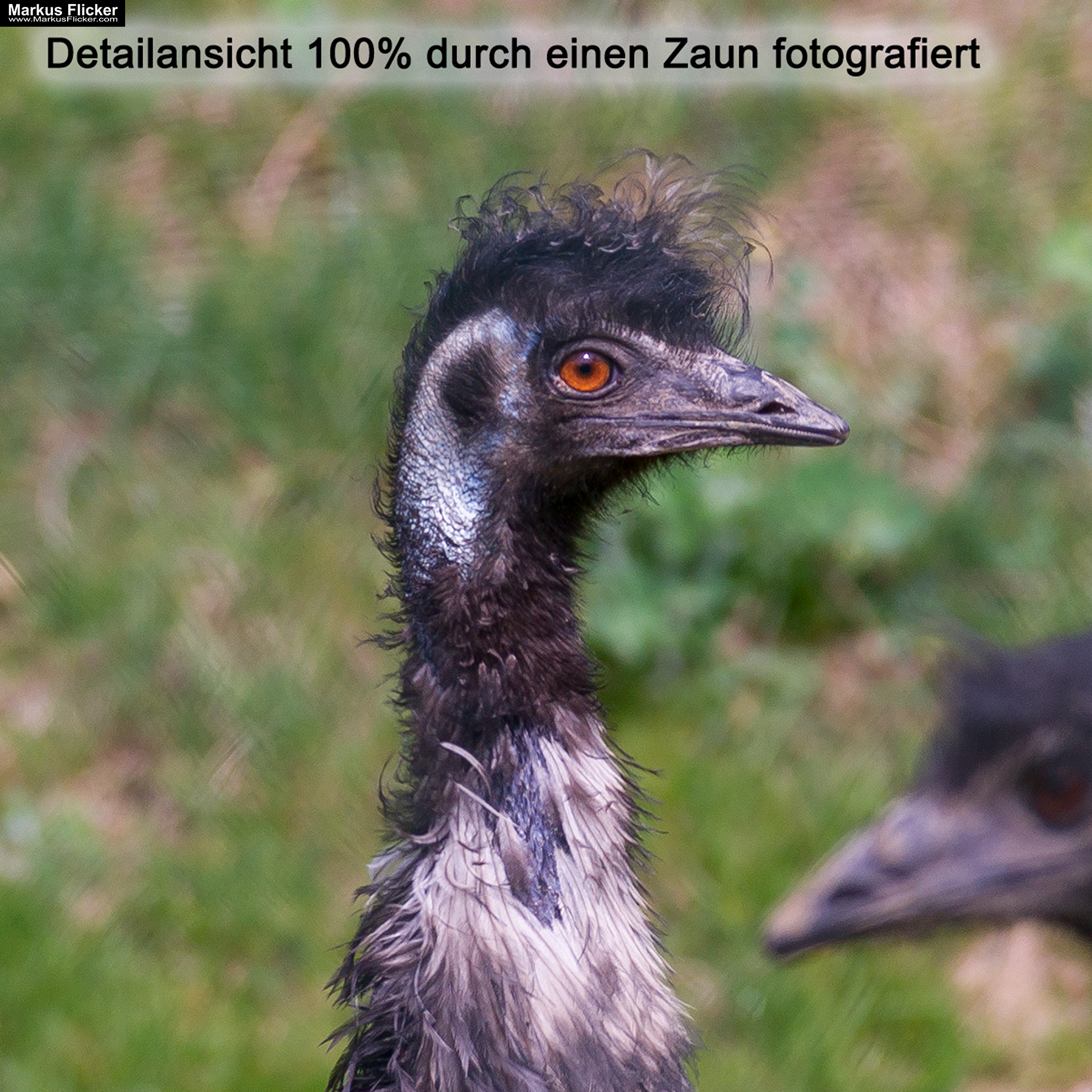 Quicktipp: Durch einen Zaun fotografieren mit DSLR Kamera oder Smartphone. Fotografieren und Filmen mit dem Smartphone für Fotos und Videos. Entdecke die Smartphone-Fotografie: Profi-Tipps mit dem Handy für Freizeit, Hobby und Business Mobile Videography Photography Quicktipp: Durch einen Zaun fotografieren mit DSLR Kamera oder Smartphone