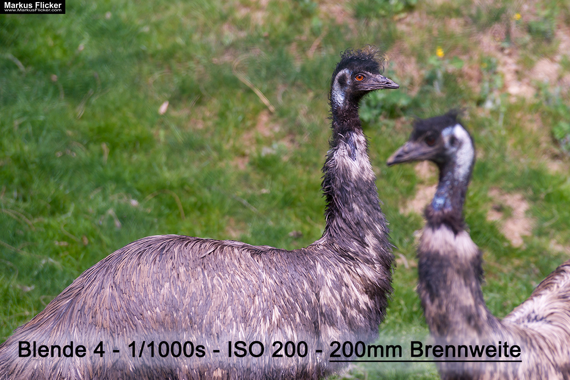 Quicktipp: Durch einen Zaun fotografieren mit DSLR Kamera oder Smartphone. Fotografieren und Filmen mit dem Smartphone für Fotos und Videos. Entdecke die Smartphone-Fotografie: Profi-Tipps mit dem Handy für Freizeit, Hobby und Business Mobile Videography Photography Quicktipp: Durch einen Zaun fotografieren mit DSLR Kamera oder Smartphone