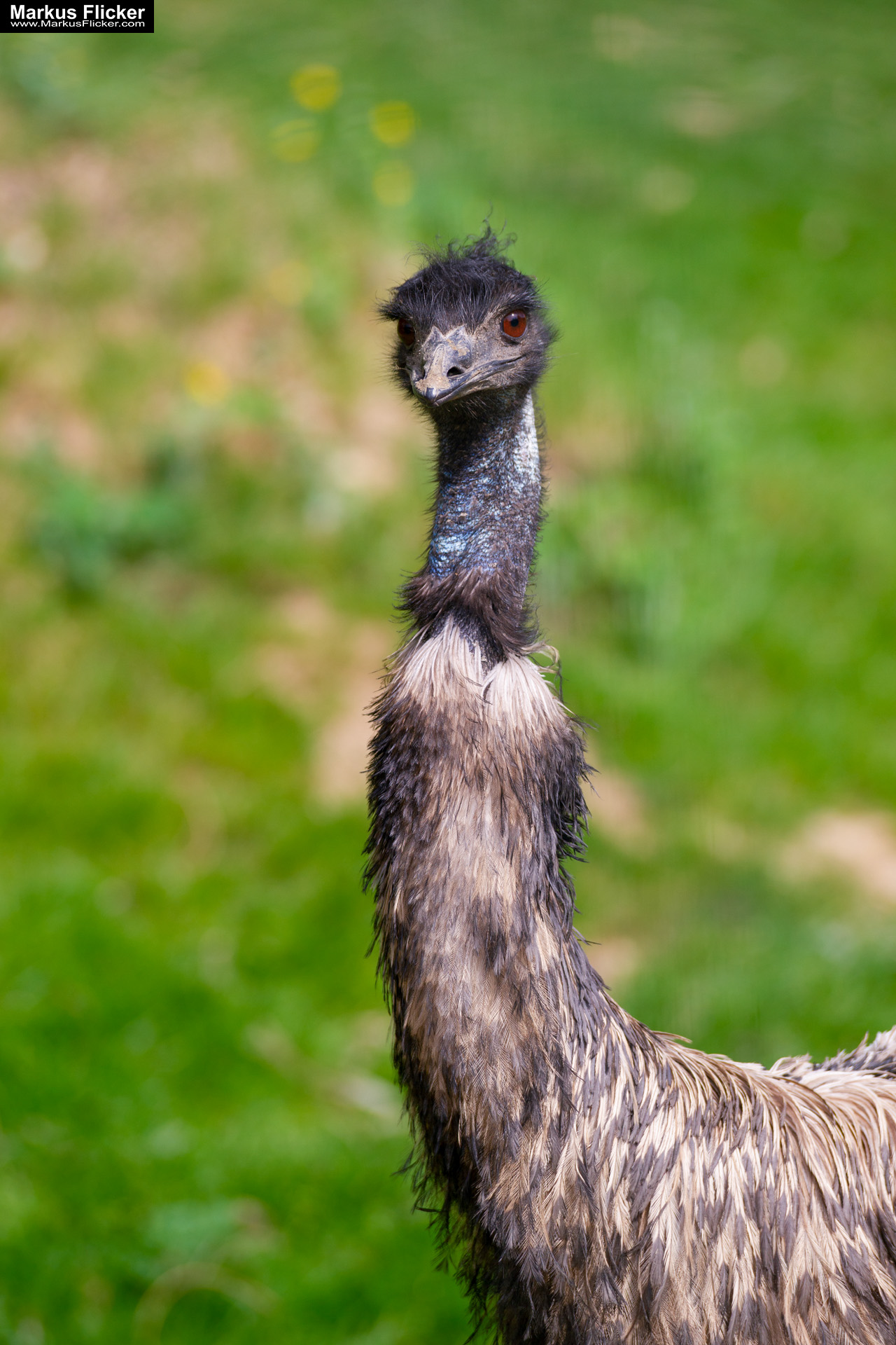 Quicktipp: Durch einen Zaun fotografieren mit DSLR Kamera oder Smartphone. Fotografieren und Filmen mit dem Smartphone für Fotos und Videos. Entdecke die Smartphone-Fotografie: Profi-Tipps mit dem Handy für Freizeit, Hobby und Business Mobile Videography Photography Quicktipp: Durch einen Zaun fotografieren mit DSLR Kamera oder Smartphone