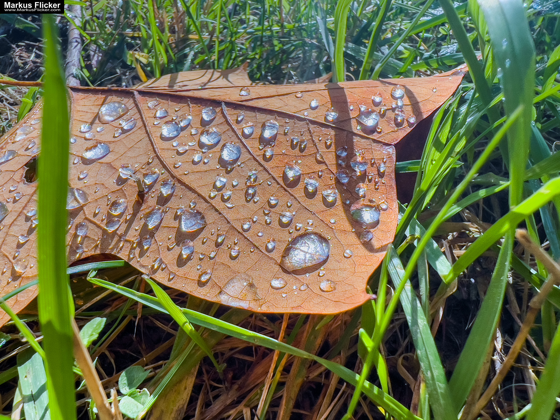 Philemons Garten Entschendorf bei Gleisdorf Garten Lust Der Exotengarten in der Steiermark #visitstyria #visitaustria