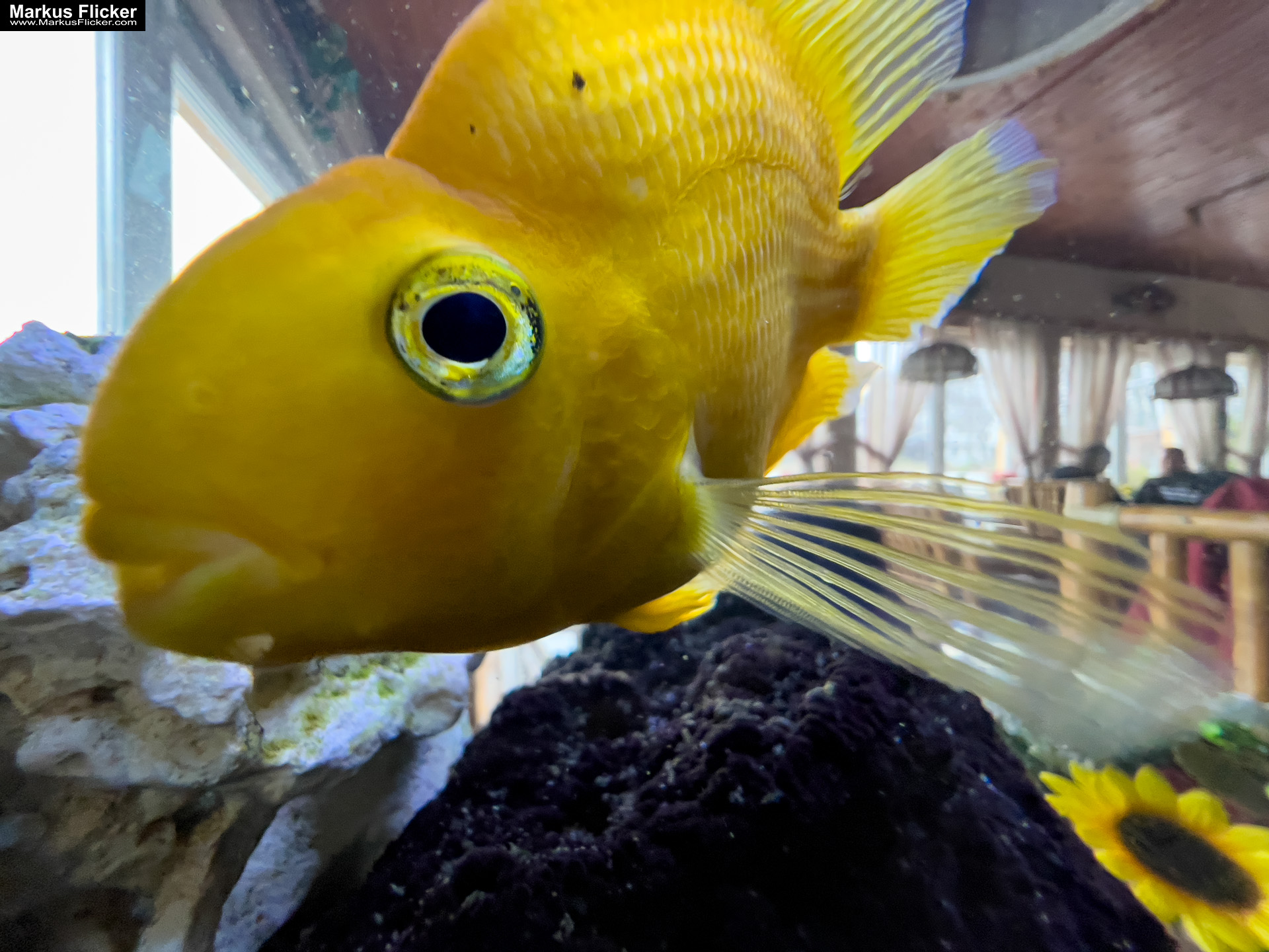 Fische im Aquarium durch Glas fotografieren und filmen. Tipps mit dem Smartphone durch eine Glasscheibe aufnehmen. Fotografieren und Filmen mit dem Smartphone: Bessere Fotos und Videos mit dem Handy für Freizeit, Hobby und Business