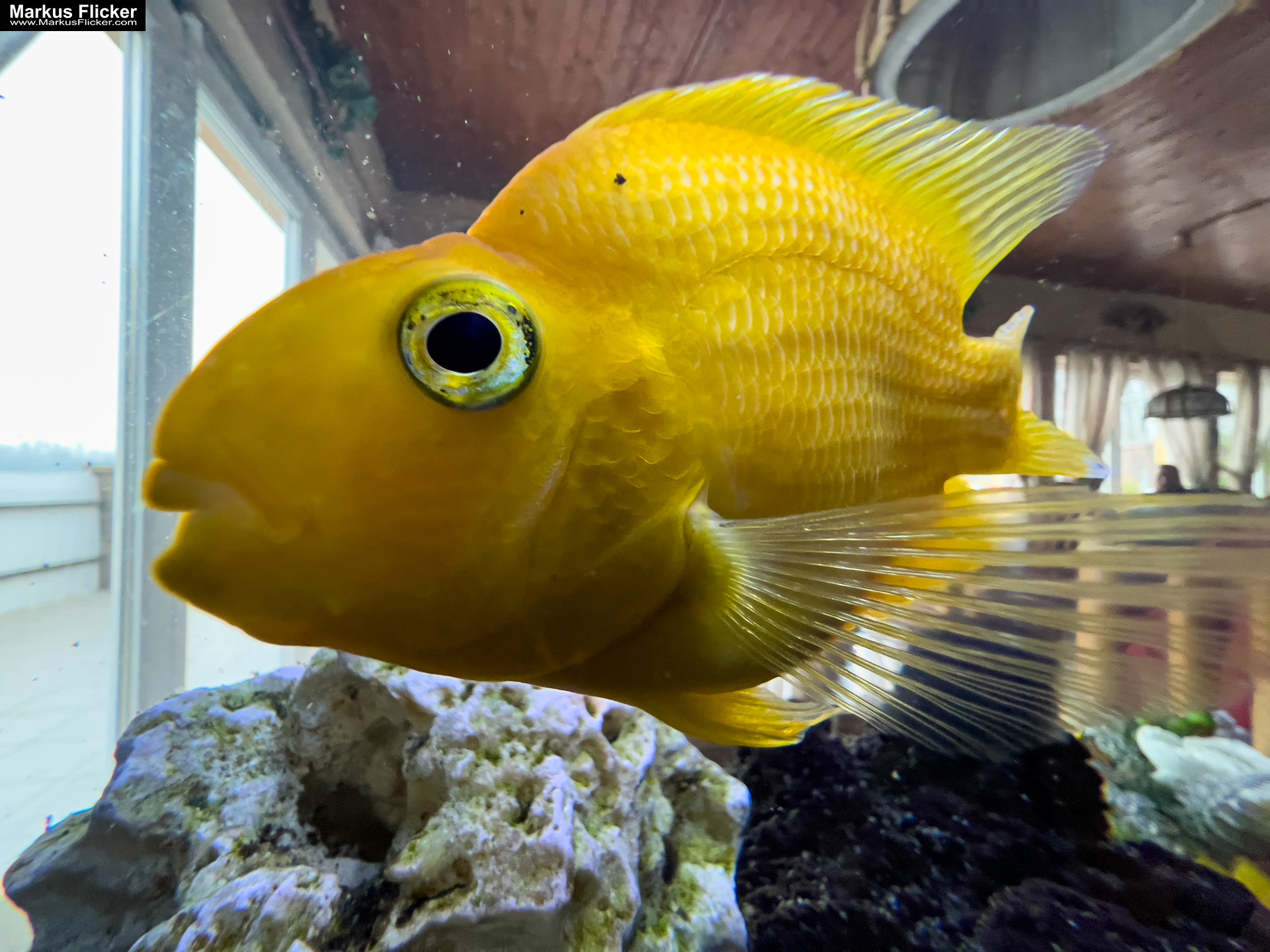Fische im Aquarium durch Glas fotografieren und filmen. Tipps mit dem Smartphone durch eine Glasscheibe aufnehmen. Fotografieren und Filmen mit dem Smartphone: Bessere Fotos und Videos mit dem Handy für Freizeit, Hobby und Business
