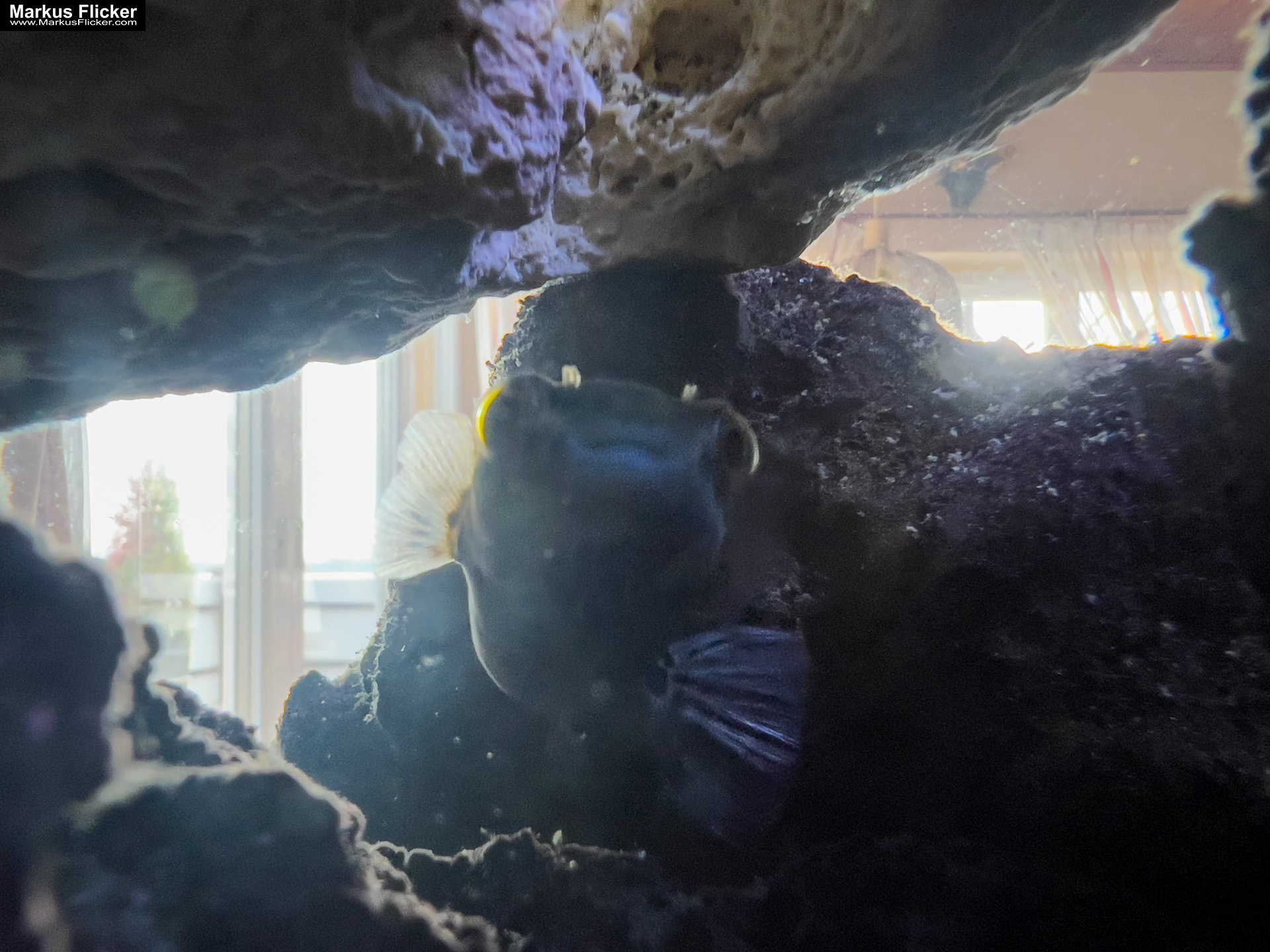 Fische im Aquarium durch Glas fotografieren und filmen. Tipps mit dem Smartphone durch eine Glasscheibe aufnehmen. Fotografieren und Filmen mit dem Smartphone: Bessere Fotos und Videos mit dem Handy für Freizeit, Hobby und Business