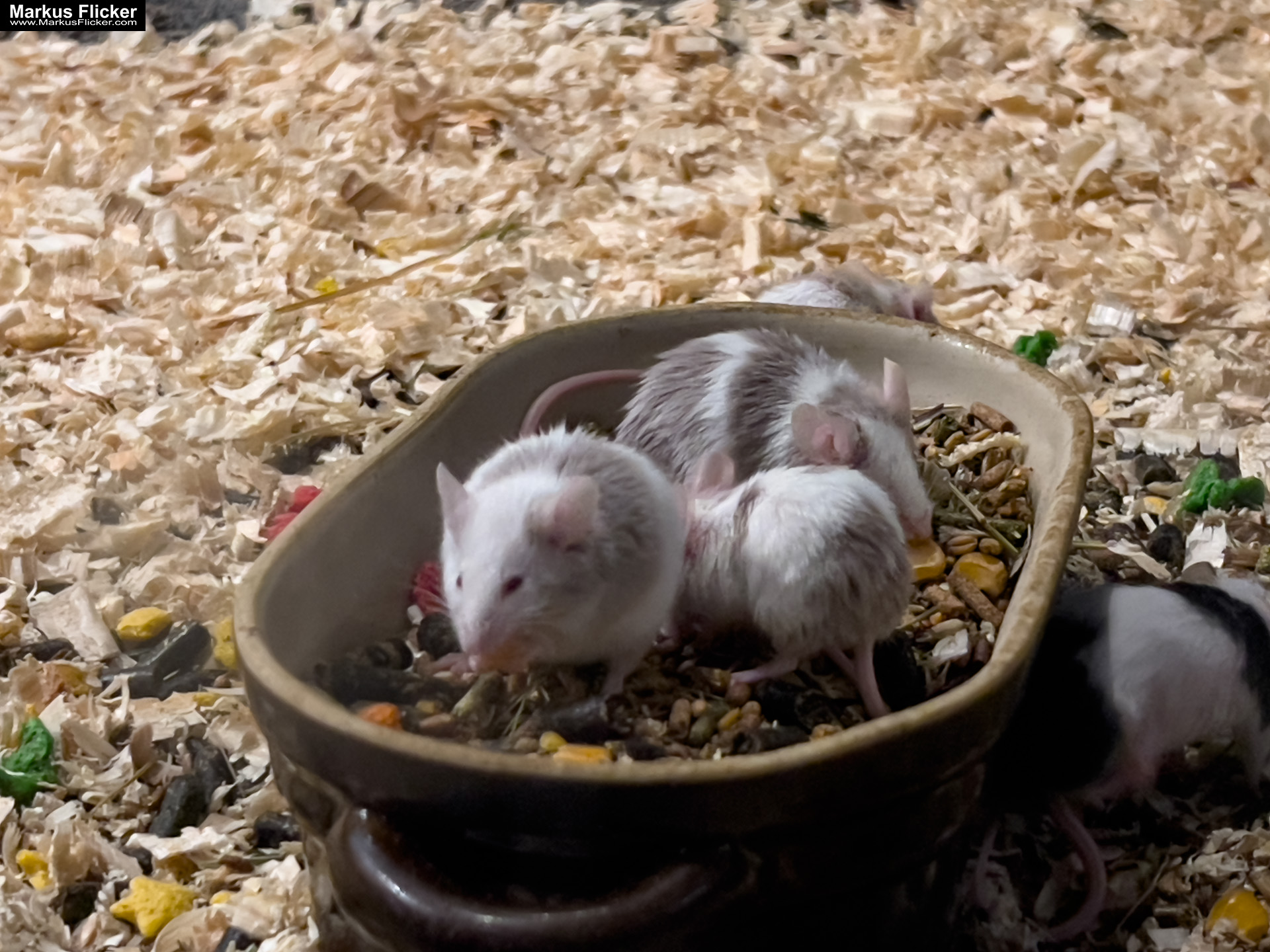 MYSZOGRÓD ZAKOPANE Skurrile Attraktion mit einer von lebenden Mäusen bevölkerten Miniaturlandschaft mit Häusern, Dörfern, Eisenbahnstrecke & Skigebiet MYSZOGRÓD ZAKOPANE Skurrile Attraktion mit einer von lebenden Mäusen bevölkerten Miniaturlandschaft mit Häusern, Dörfern, Eisenbahnstrecke & Skigebiet