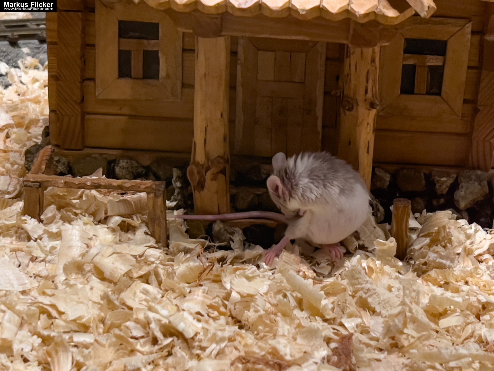 MYSZOGRÓD ZAKOPANE Skurrile Attraktion mit einer von lebenden Mäusen bevölkerten Miniaturlandschaft mit Häusern, Dörfern, Eisenbahnstrecke & Skigebiet MYSZOGRÓD ZAKOPANE Skurrile Attraktion mit einer von lebenden Mäusen bevölkerten Miniaturlandschaft mit Häusern, Dörfern, Eisenbahnstrecke & Skigebiet