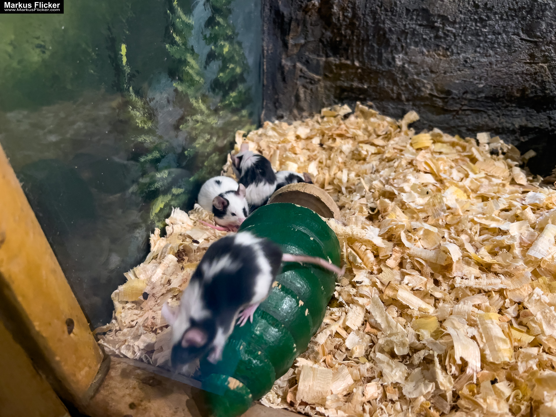 MYSZOGRÓD ZAKOPANE Skurrile Attraktion mit einer von lebenden Mäusen bevölkerten Miniaturlandschaft mit Häusern, Dörfern, Eisenbahnstrecke & Skigebiet MYSZOGRÓD ZAKOPANE Skurrile Attraktion mit einer von lebenden Mäusen bevölkerten Miniaturlandschaft mit Häusern, Dörfern, Eisenbahnstrecke & Skigebiet