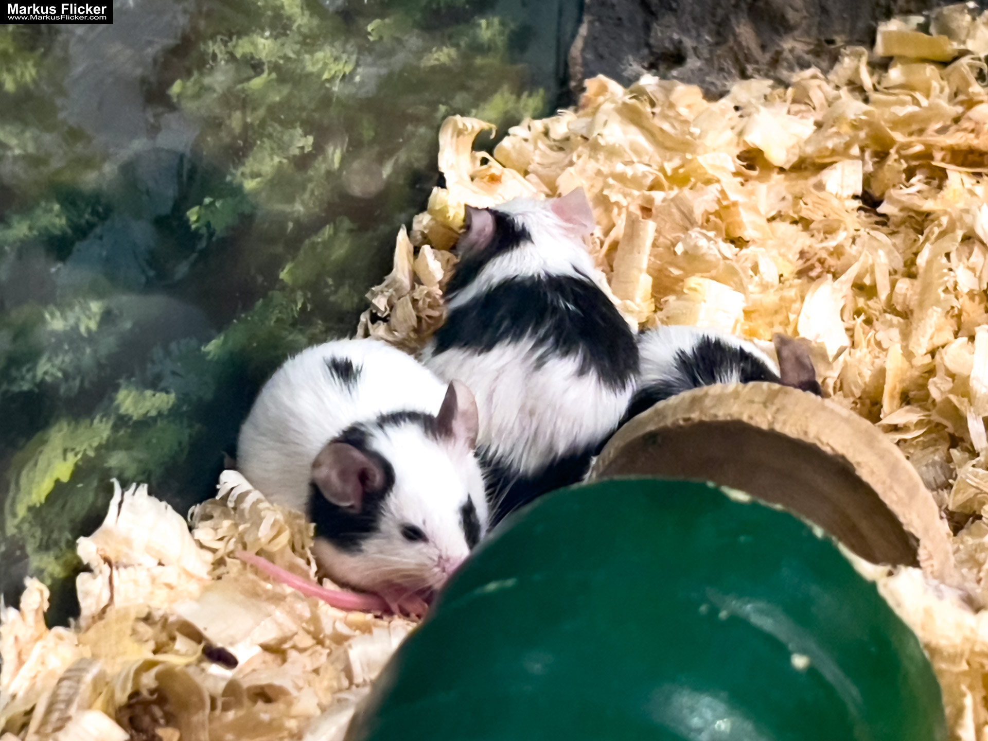 MYSZOGRÓD ZAKOPANE Skurrile Attraktion mit einer von lebenden Mäusen bevölkerten Miniaturlandschaft mit Häusern, Dörfern, Eisenbahnstrecke & Skigebiet MYSZOGRÓD ZAKOPANE Skurrile Attraktion mit einer von lebenden Mäusen bevölkerten Miniaturlandschaft mit Häusern, Dörfern, Eisenbahnstrecke & Skigebiet