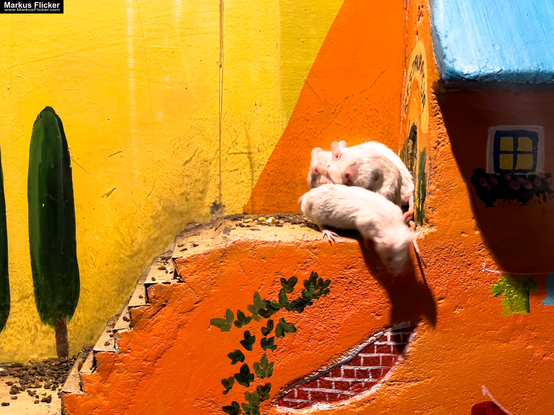 MYSZOGRÓD ZAKOPANE Skurrile Attraktion mit einer von lebenden Mäusen bevölkerten Miniaturlandschaft mit Häusern, Dörfern, Eisenbahnstrecke & Skigebiet MYSZOGRÓD ZAKOPANE Skurrile Attraktion mit einer von lebenden Mäusen bevölkerten Miniaturlandschaft mit Häusern, Dörfern, Eisenbahnstrecke & Skigebiet