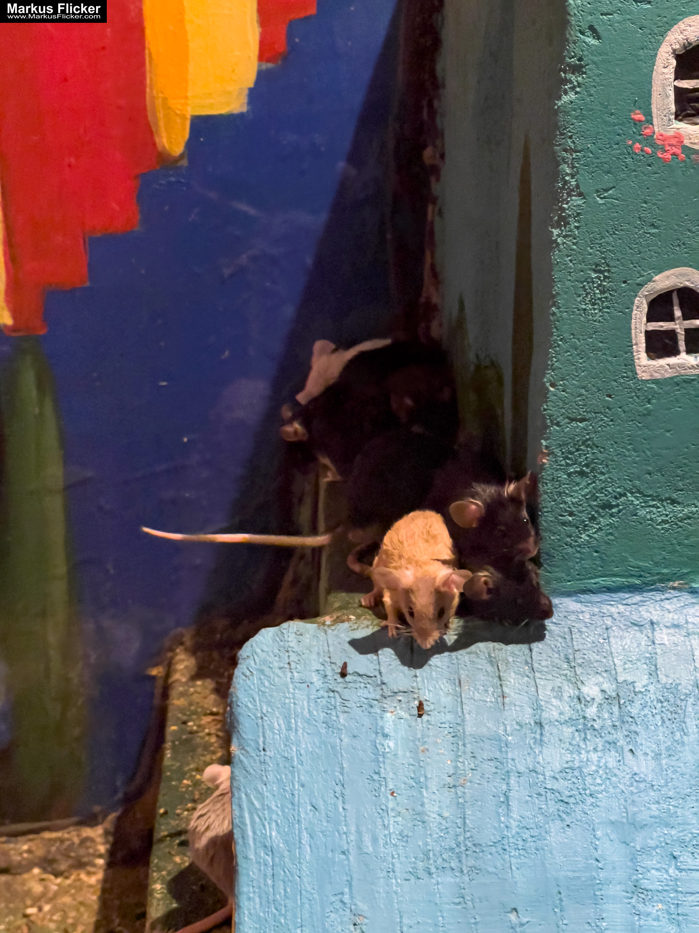 MYSZOGRÓD ZAKOPANE Skurrile Attraktion mit einer von lebenden Mäusen bevölkerten Miniaturlandschaft mit Häusern, Dörfern, Eisenbahnstrecke & Skigebiet MYSZOGRÓD ZAKOPANE Skurrile Attraktion mit einer von lebenden Mäusen bevölkerten Miniaturlandschaft mit Häusern, Dörfern, Eisenbahnstrecke & Skigebiet