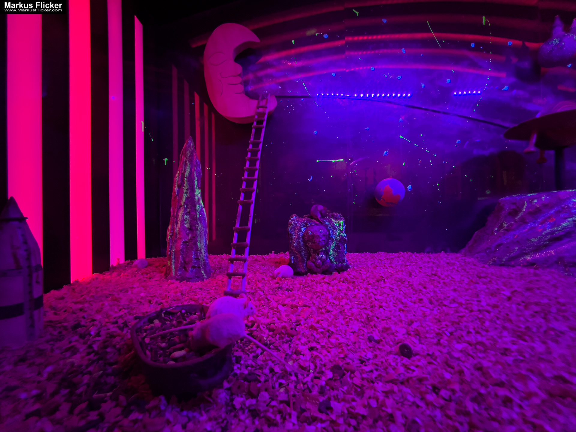 MYSZOGRÓD ZAKOPANE Skurrile Attraktion mit einer von lebenden Mäusen bevölkerten Miniaturlandschaft mit Häusern, Dörfern, Eisenbahnstrecke & Skigebiet MYSZOGRÓD ZAKOPANE Skurrile Attraktion mit einer von lebenden Mäusen bevölkerten Miniaturlandschaft mit Häusern, Dörfern, Eisenbahnstrecke & Skigebiet