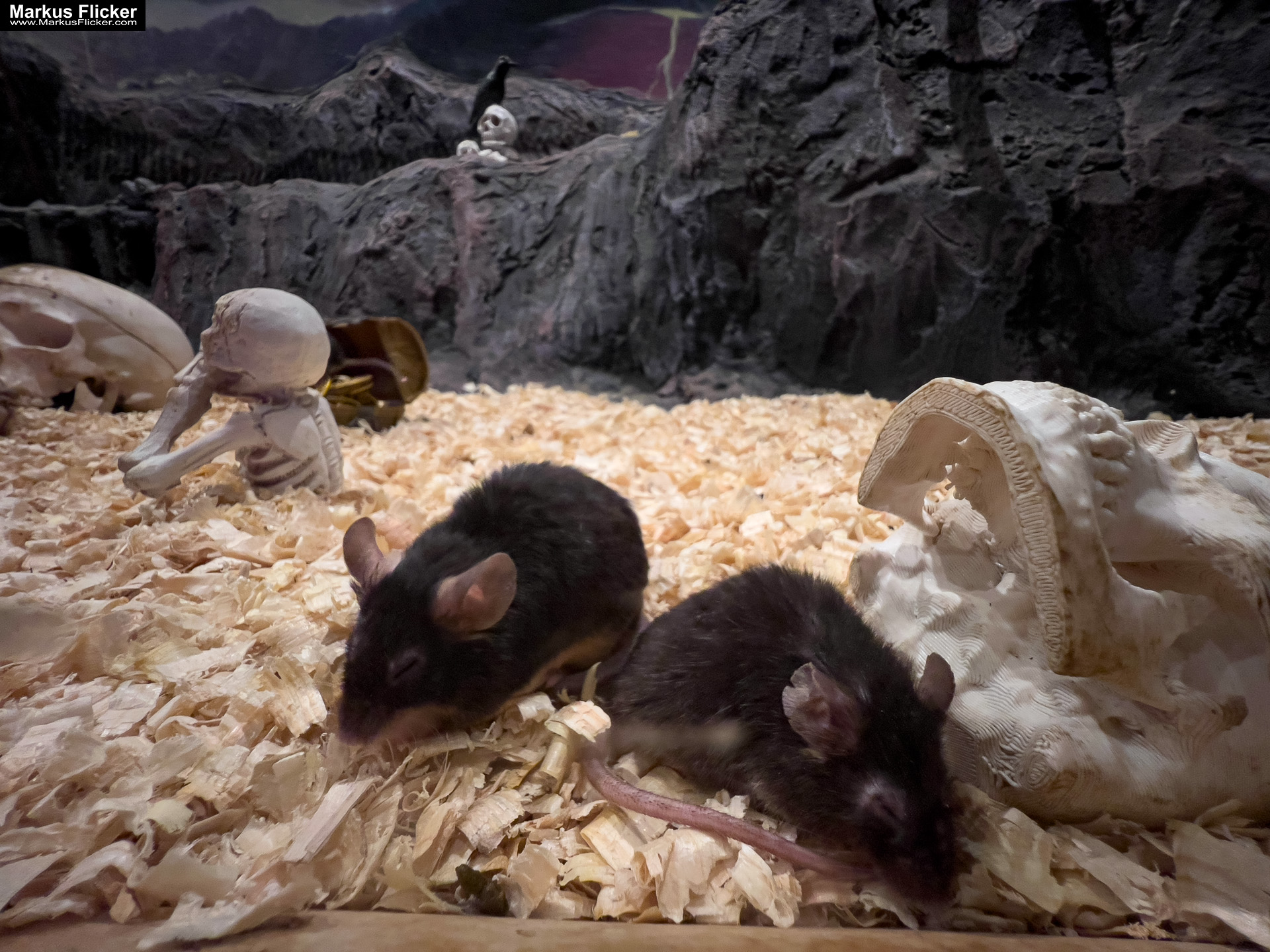 MYSZOGRÓD ZAKOPANE Skurrile Attraktion mit einer von lebenden Mäusen bevölkerten Miniaturlandschaft mit Häusern, Dörfern, Eisenbahnstrecke & Skigebiet MYSZOGRÓD ZAKOPANE Skurrile Attraktion mit einer von lebenden Mäusen bevölkerten Miniaturlandschaft mit Häusern, Dörfern, Eisenbahnstrecke & Skigebiet