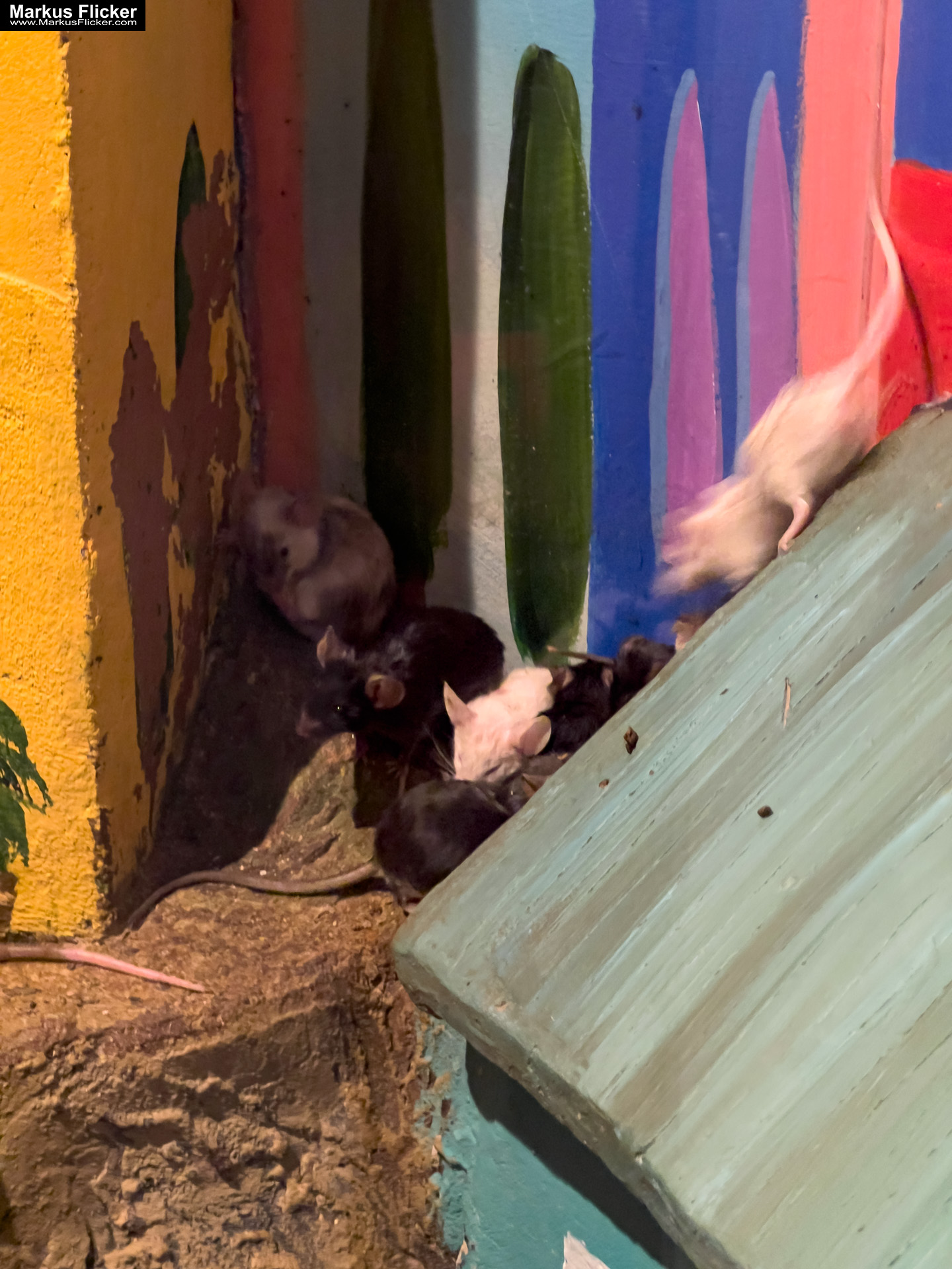 MYSZOGRÓD ZAKOPANE Skurrile Attraktion mit einer von lebenden Mäusen bevölkerten Miniaturlandschaft mit Häusern, Dörfern, Eisenbahnstrecke & Skigebiet MYSZOGRÓD ZAKOPANE Skurrile Attraktion mit einer von lebenden Mäusen bevölkerten Miniaturlandschaft mit Häusern, Dörfern, Eisenbahnstrecke & Skigebiet