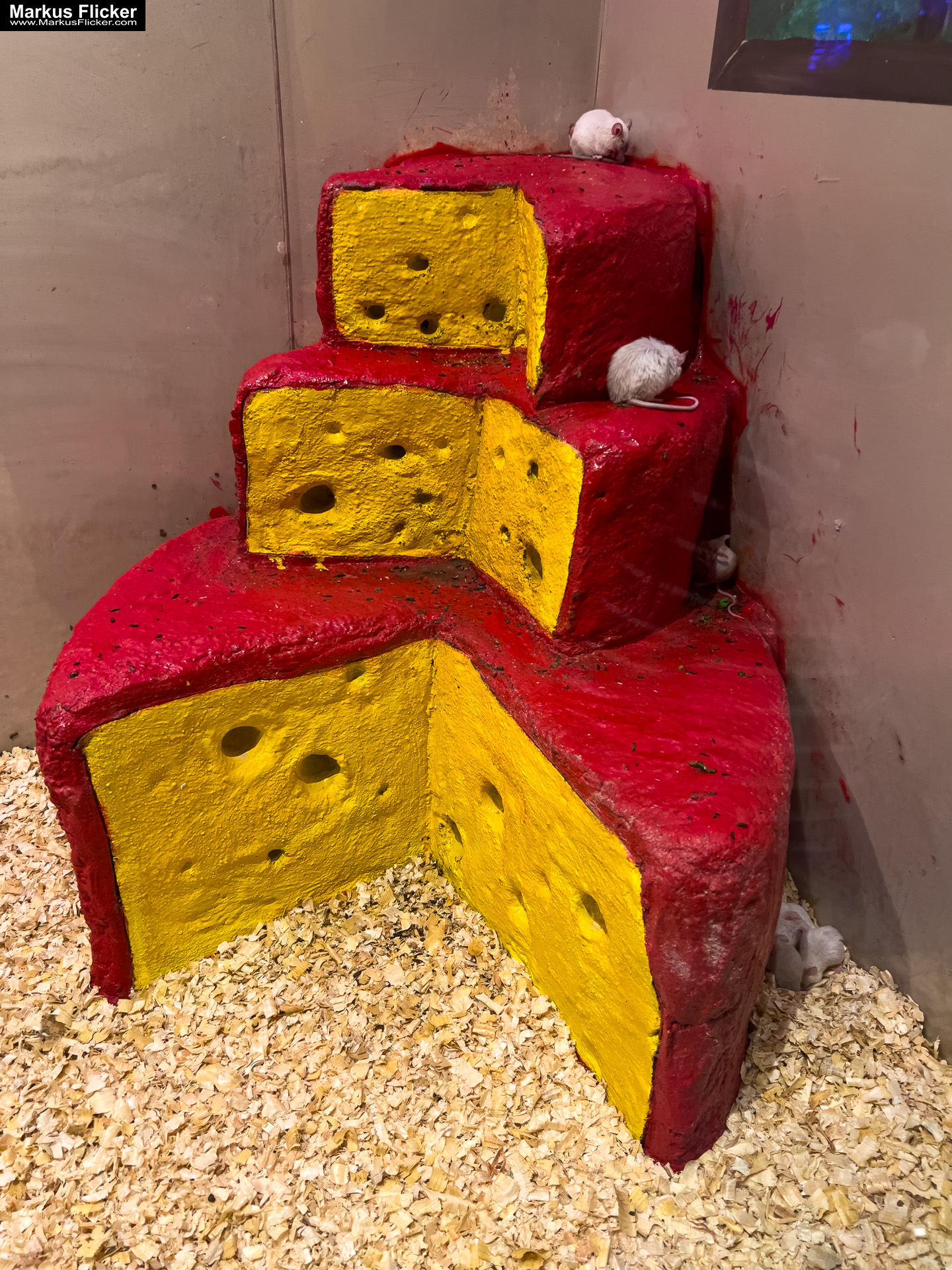 MYSZOGRÓD ZAKOPANE Skurrile Attraktion mit einer von lebenden Mäusen bevölkerten Miniaturlandschaft mit Häusern, Dörfern, Eisenbahnstrecke & Skigebiet MYSZOGRÓD ZAKOPANE Skurrile Attraktion mit einer von lebenden Mäusen bevölkerten Miniaturlandschaft mit Häusern, Dörfern, Eisenbahnstrecke & Skigebiet